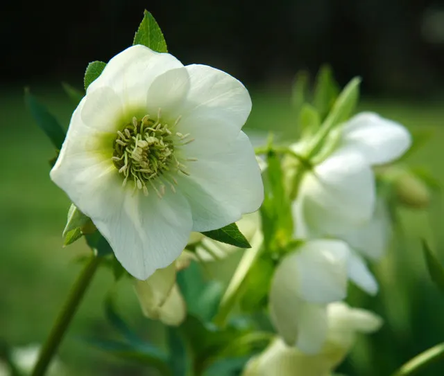 Lenten Rose (Helleborus Orientalis) — this perennial offers enduring structure; consider its potential as a ground cover or as an accent in woodland settings