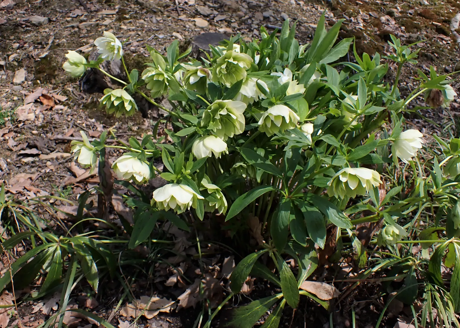Lenten Rose (Helleborus Orientalis) — The blossoms can range in hue from whites and pinks to deep purples; this plant is noted for its resilience and