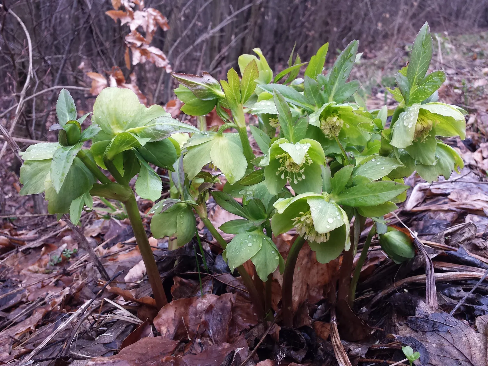 Lenten Rose (Helleborus Orientalis) — It harmoniously pairs with ferns, hostas, and other shade-loving perennials