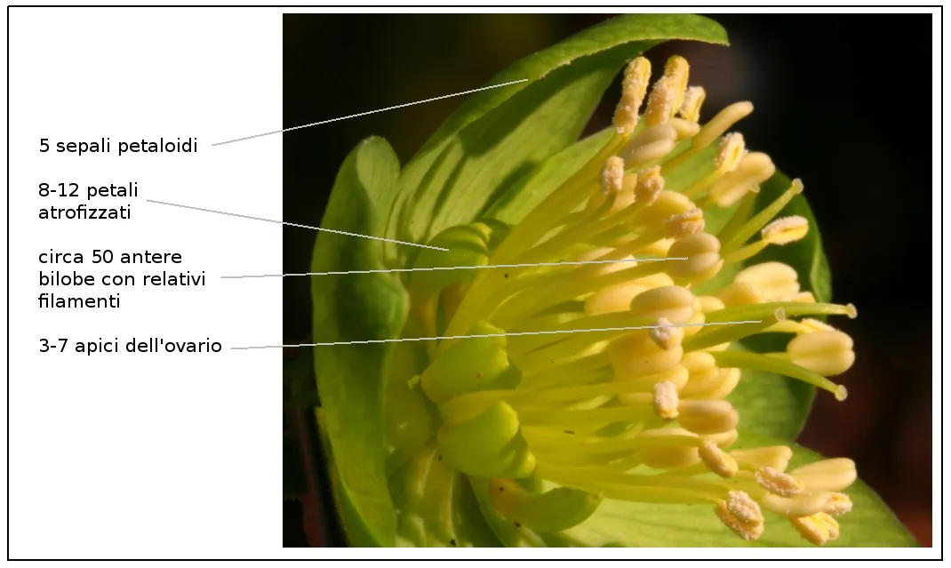 Lenten Rose (Helleborus Orientalis) — scientifically known as Helleborus orientalis; it appreciates a sheltered position with dappled sunlight, image 78