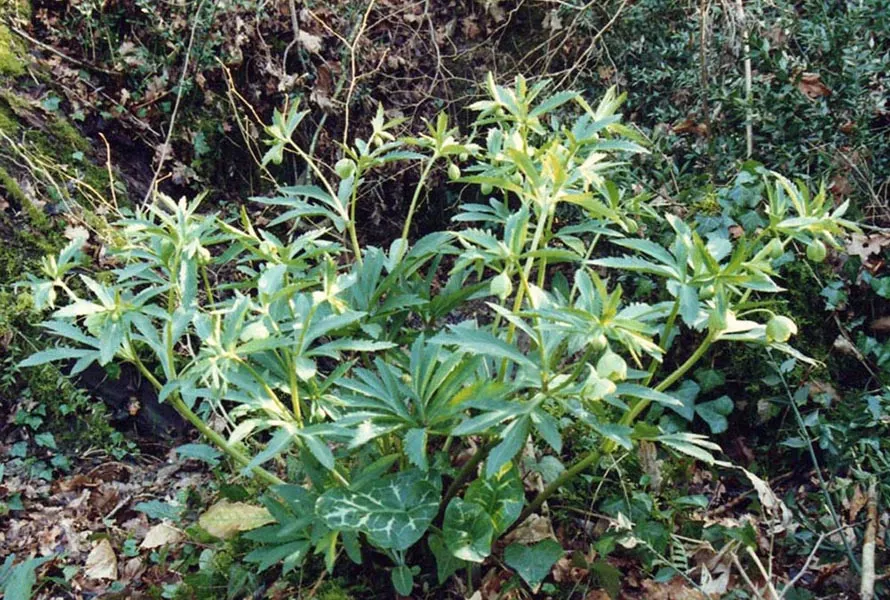 Lenten Rose (Helleborus Orientalis) — Ideal for temperate understory planting; growing to a modest height of approximately 18 to 24 inches with a, image 77