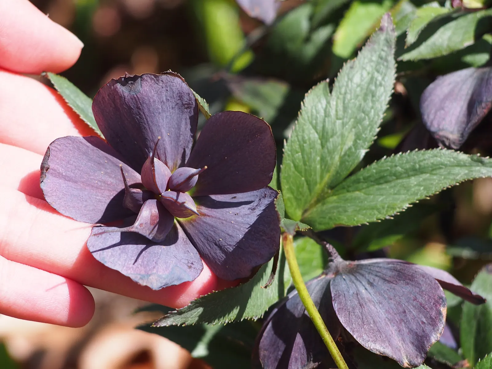 Lenten Rose (Helleborus Orientalis) — It reaches 18-24 inches tall and wide, fitting well in woodland gardens; it harmoniously pairs with ferns, hostas, and