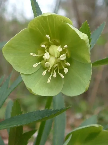 Lenten Rose (Helleborus Orientalis) — the plant is deer and rabbit-resistant; some with charming speckles or picotee edges, image 88