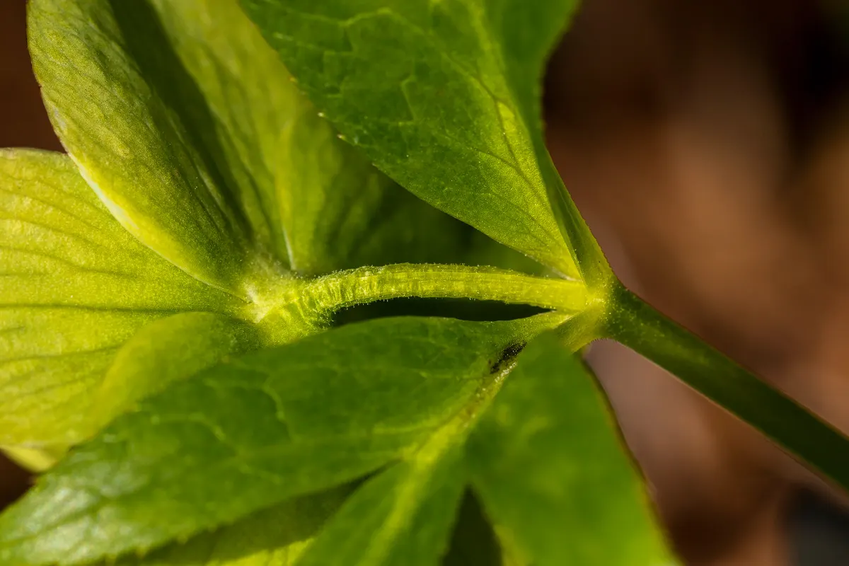 Lenten Rose (Helleborus Orientalis) — The blossoms can range in hue from whites and pinks to deep purples; this plant is noted for its resilience, image 84