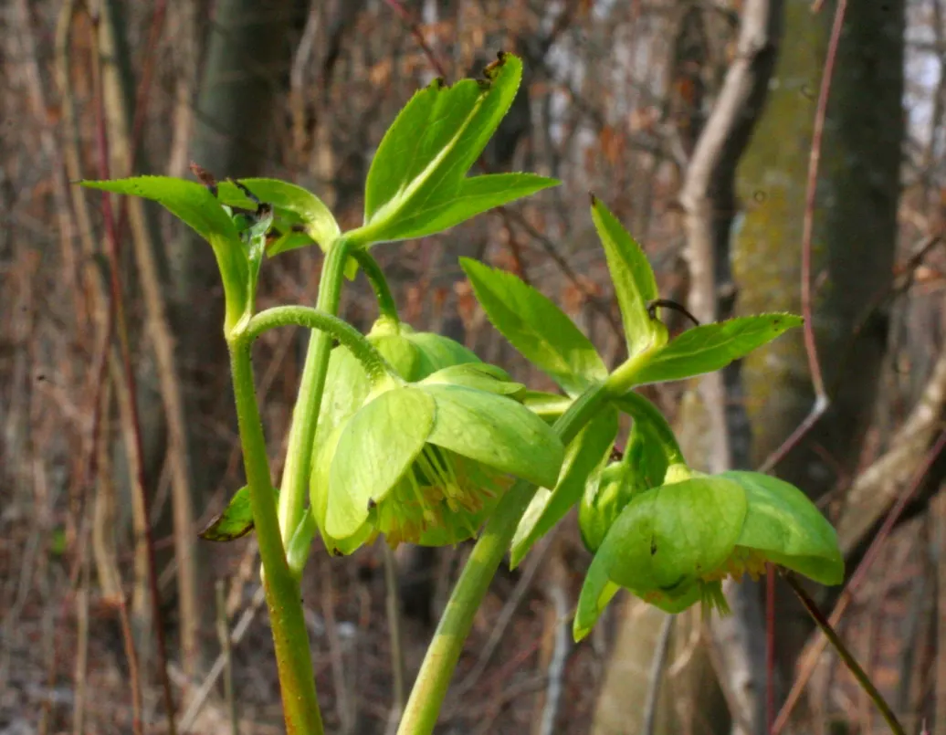 Lenten Rose (Helleborus Orientalis) — is a perennial favored for its early spring blooms in shades of pink; resilient in USDA zones 4-9, it's, image 97