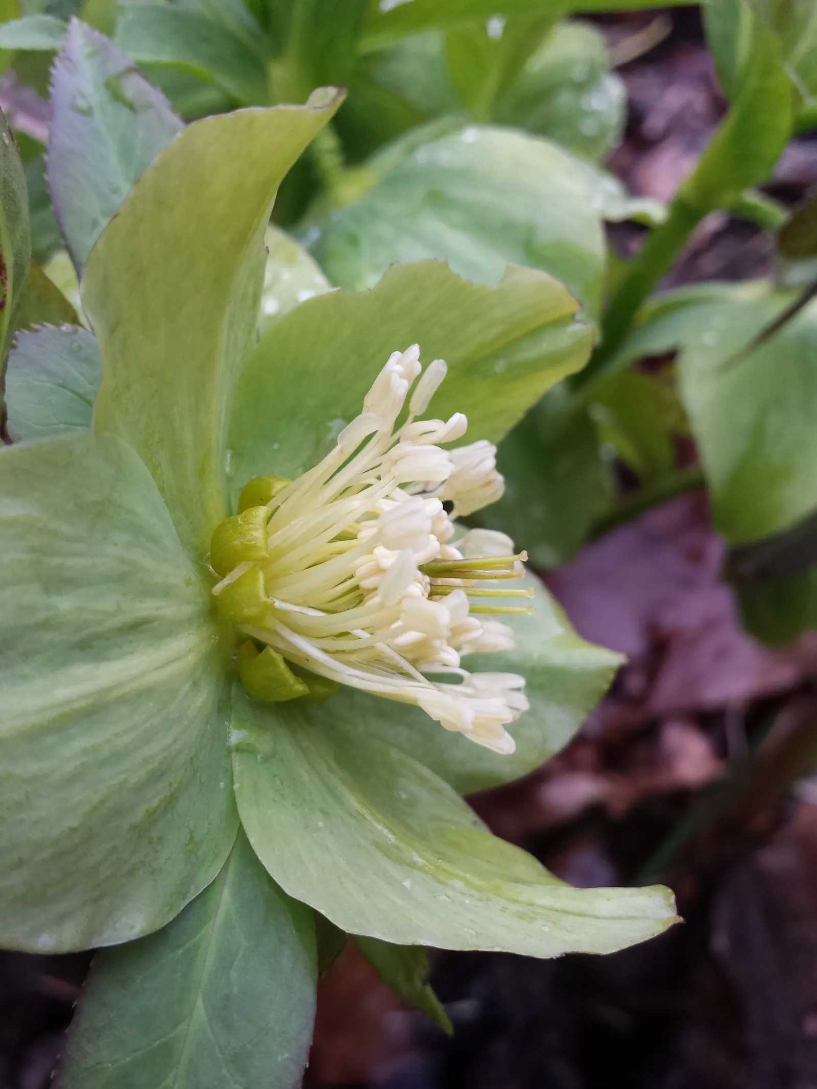 Lenten Rose (Helleborus Orientalis) — is a perennial favored for its early spring blooms in shades of pink; resilient in USDA zones 4-9, it's, image 73