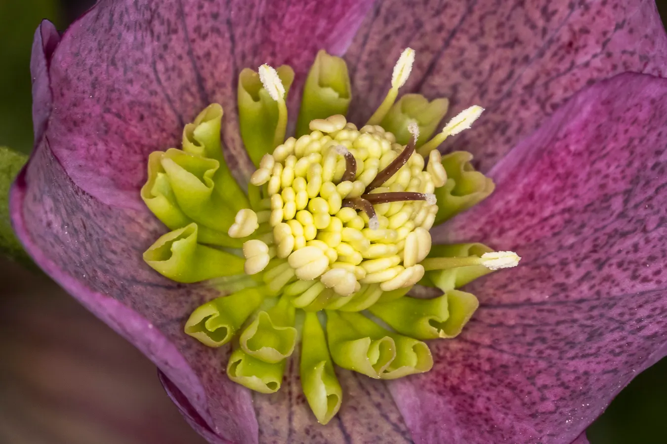 Lenten Rose (Helleborus Orientalis) — Ideal for temperate understory planting; growing to a modest height of approximately 18 to 24 inches with a similar spread
