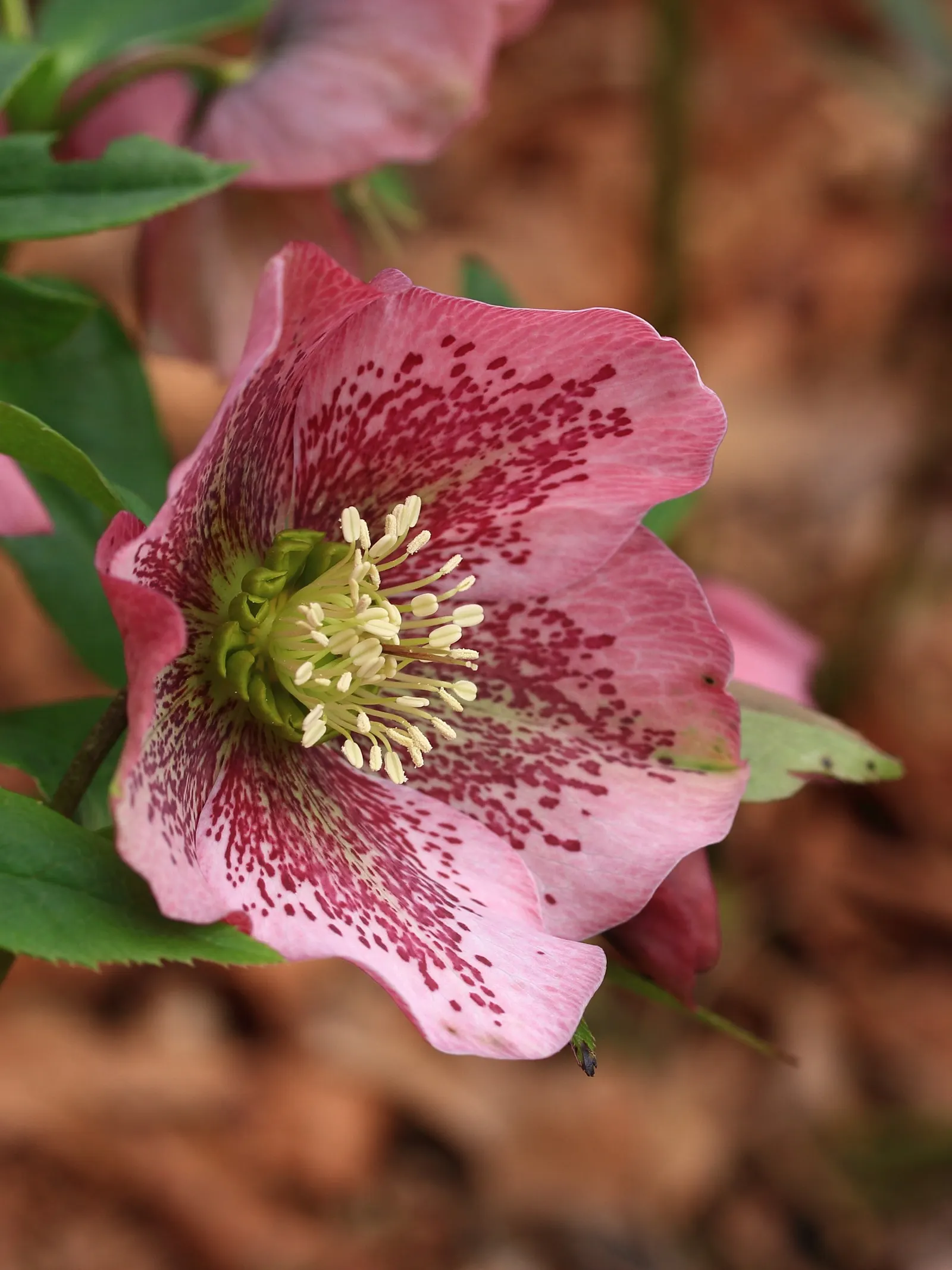 Lenten Rose (Helleborus Orientalis) — With glossy, evergreen foliage, it thrives in partial to full shade and well-drained soil