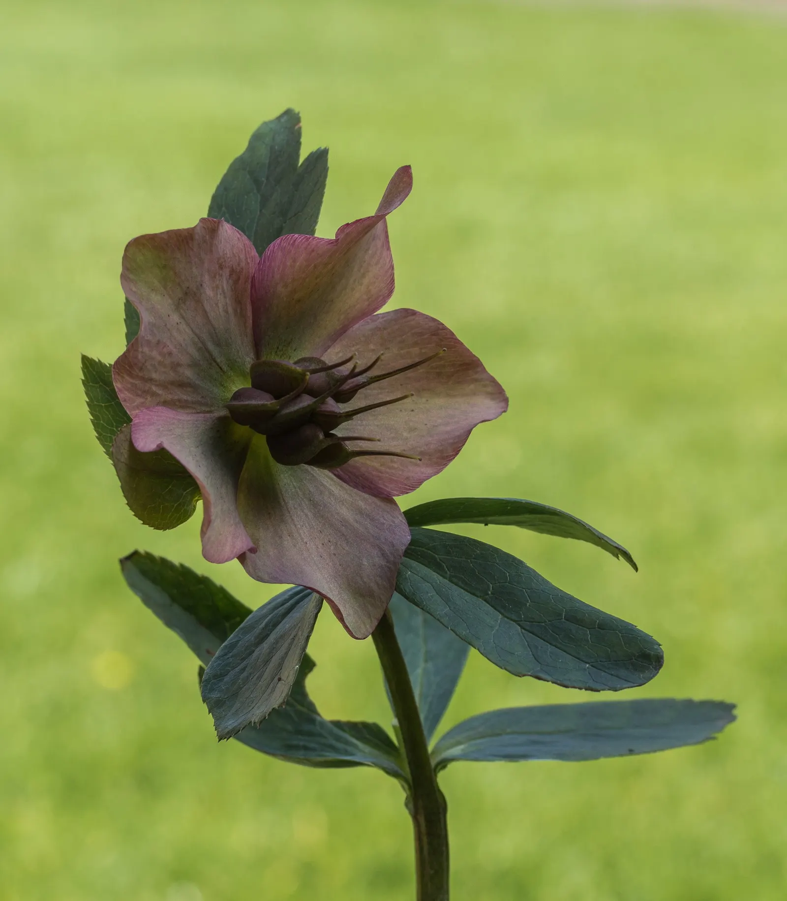 Lenten Rose (Helleborus Orientalis) — green and pink and red and white flowers in the garden; is a captivating perennial that brings muted elegance and