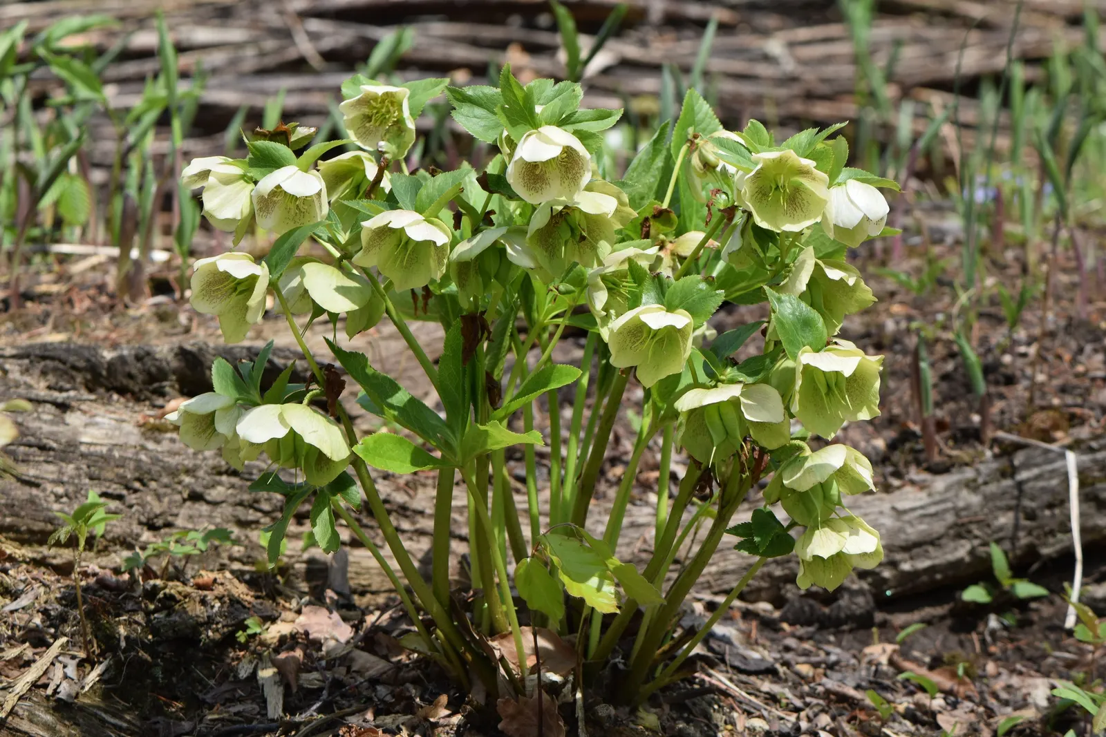 Lenten Rose (Helleborus Orientalis) — For the discerning client; dark green leaves divided into seven to nine segments