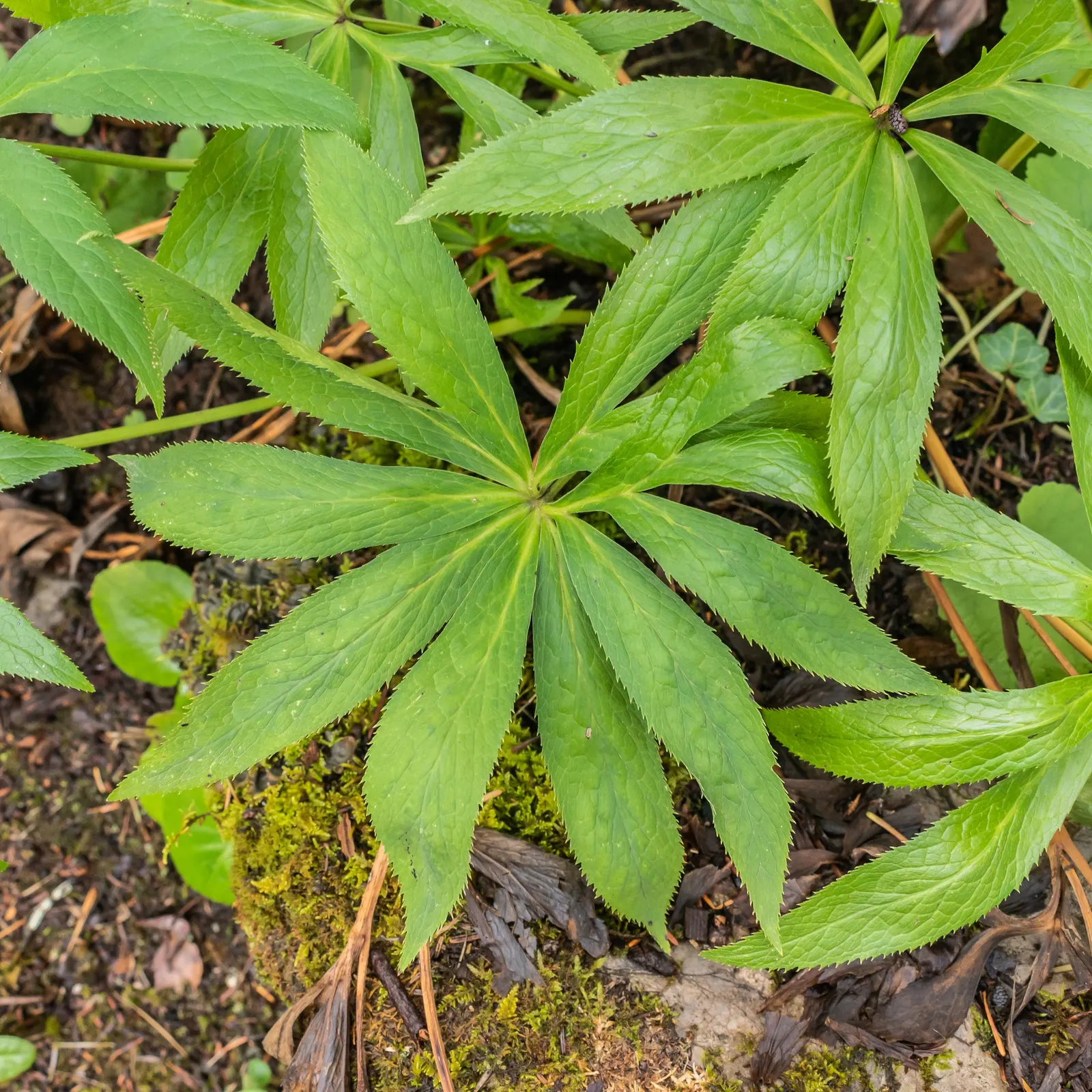 Lenten Rose (Helleborus Orientalis) — scientifically known as Helleborus orientalis; it appreciates a sheltered position with dappled sunlight, though it is