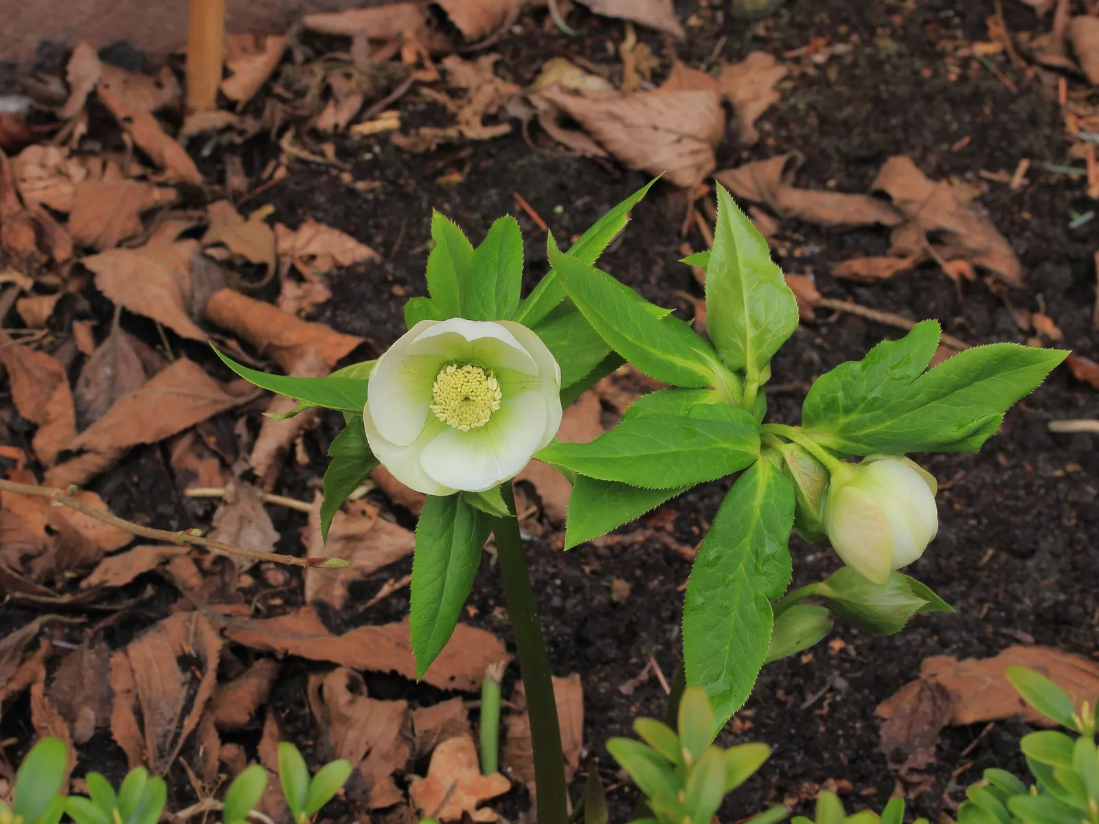 Lenten Rose (Helleborus Orientalis) — dark green leaves divided into seven to nine segments