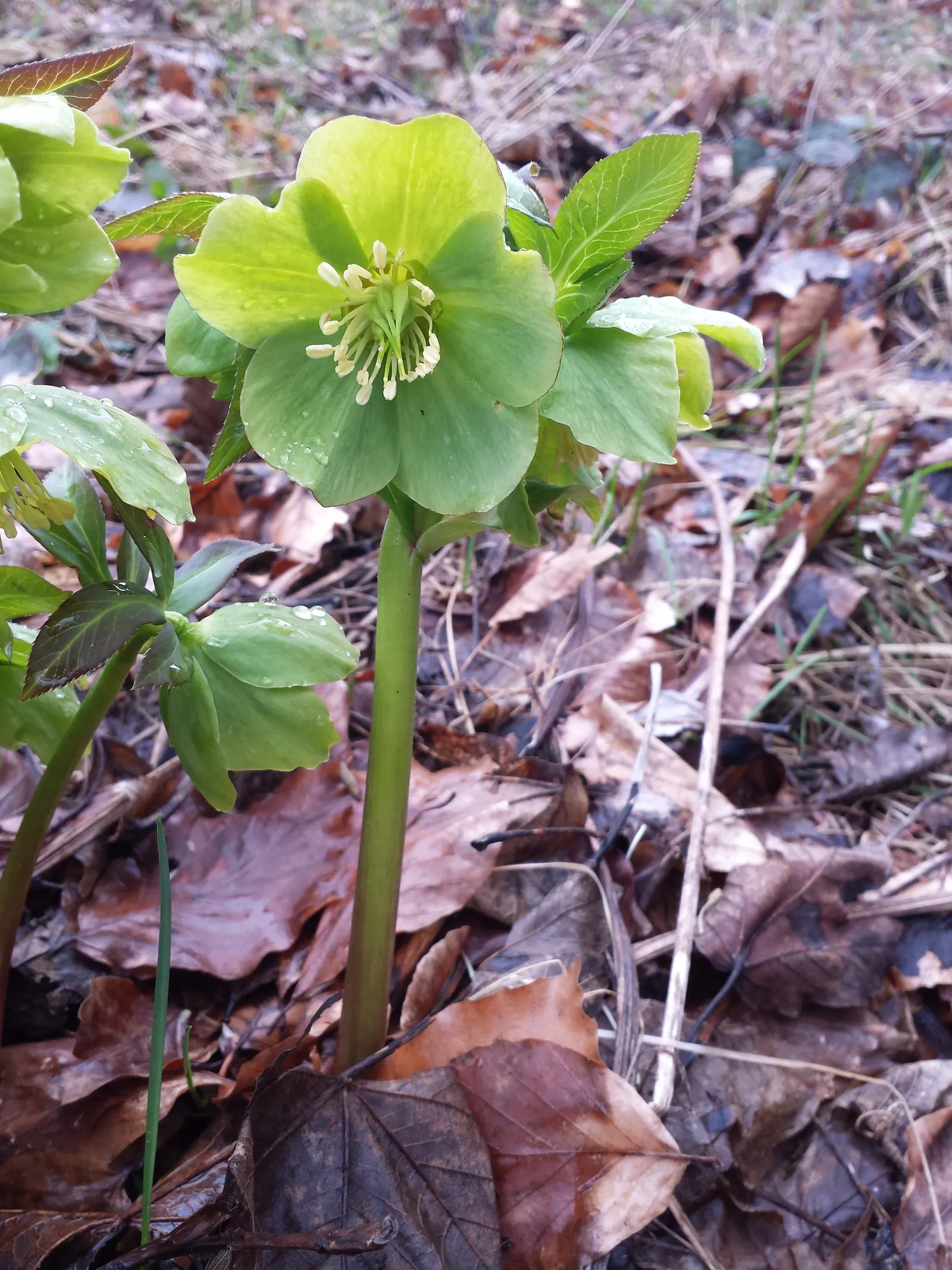 Lenten Rose (Helleborus Orientalis) — this perennial offers enduring structure; consider its potential as a ground cover or as an accent in, image 68