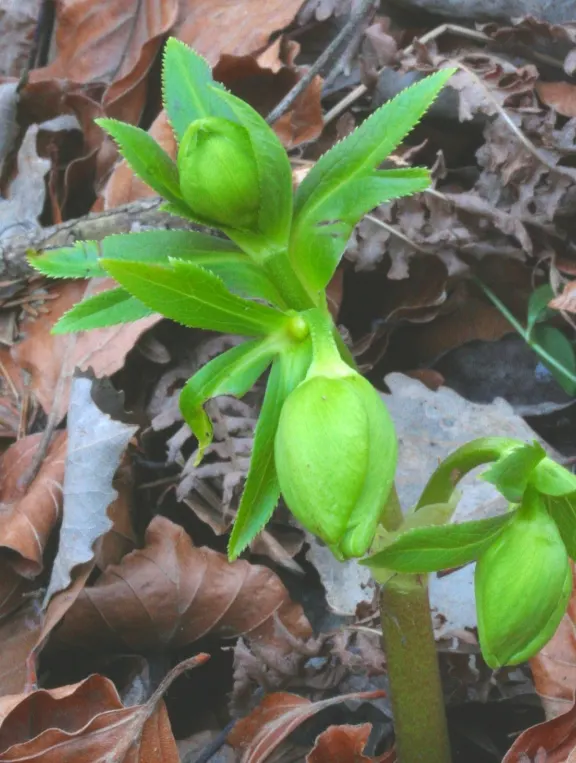 Lenten Rose (Helleborus Orientalis) — perennial with green and pink and red and white blooms; with a bloom size averaging 2 to 3 inches in diameter, image 95