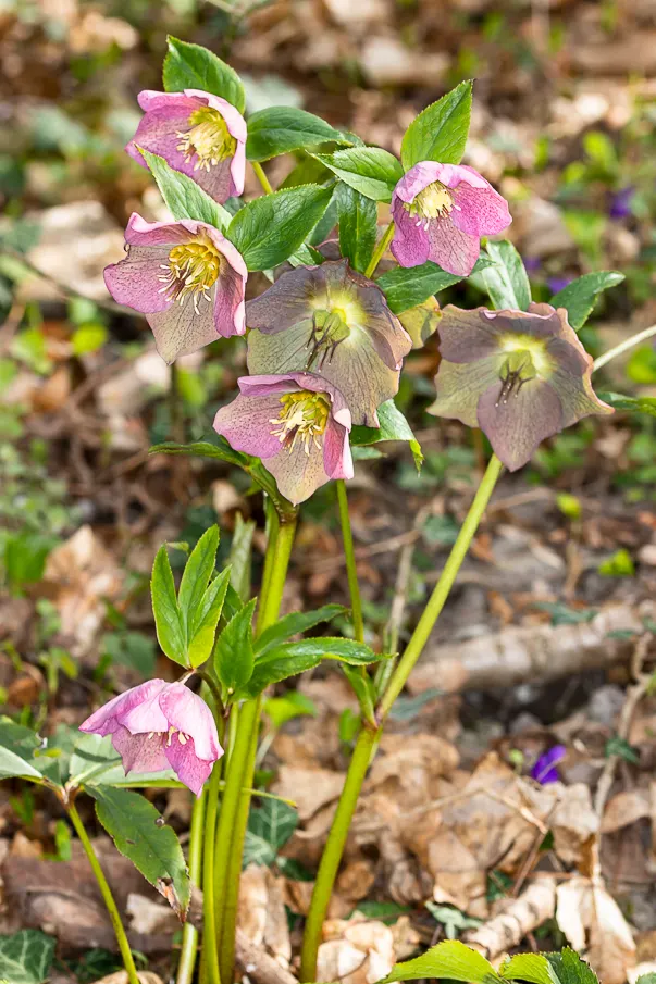 Lenten Rose (Helleborus Orientalis) — perennial with green and pink and red and white blooms
