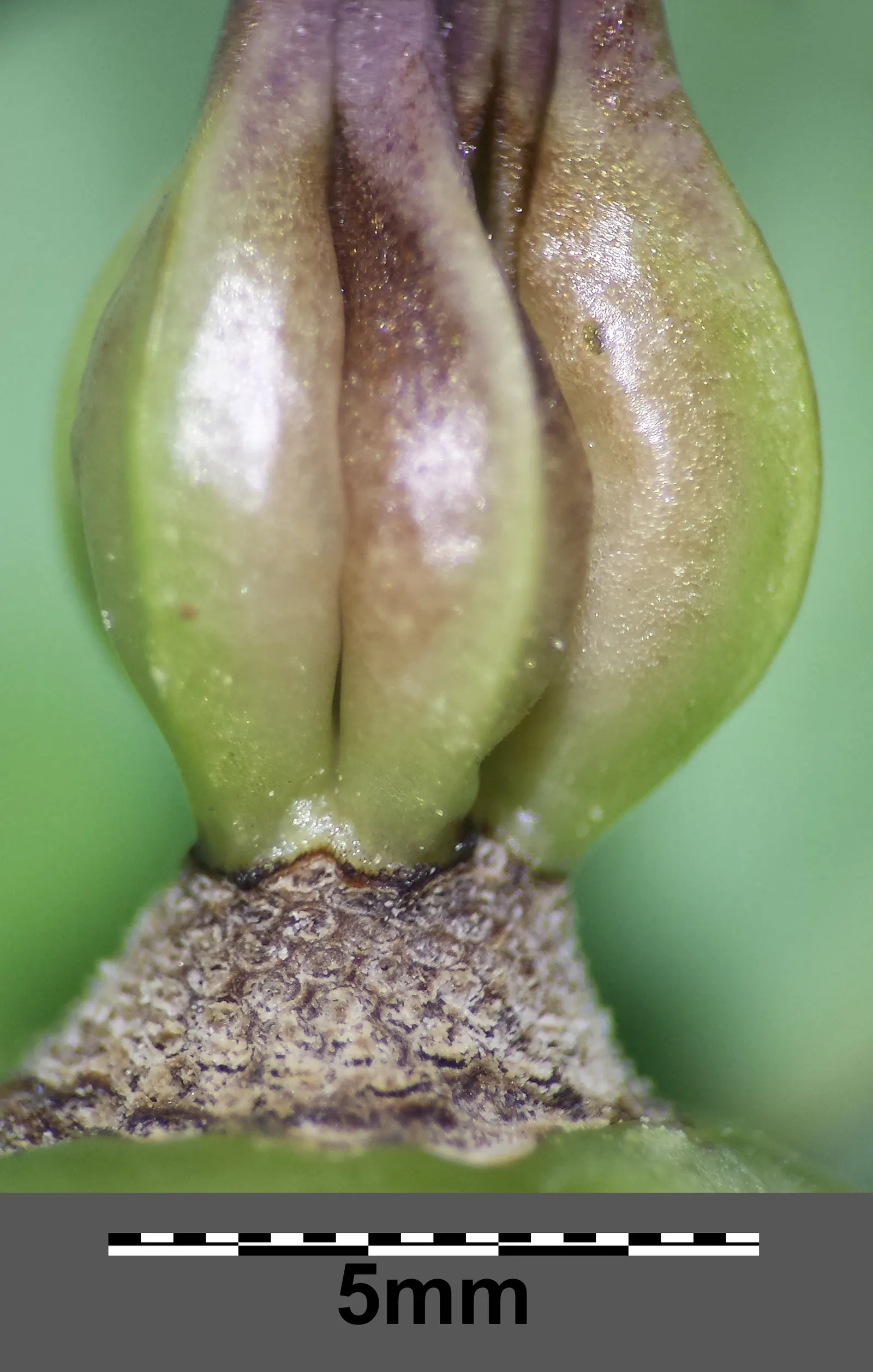 Lenten Rose (Helleborus Orientalis) — is a perennial favored for its early spring blooms in shades of pink
