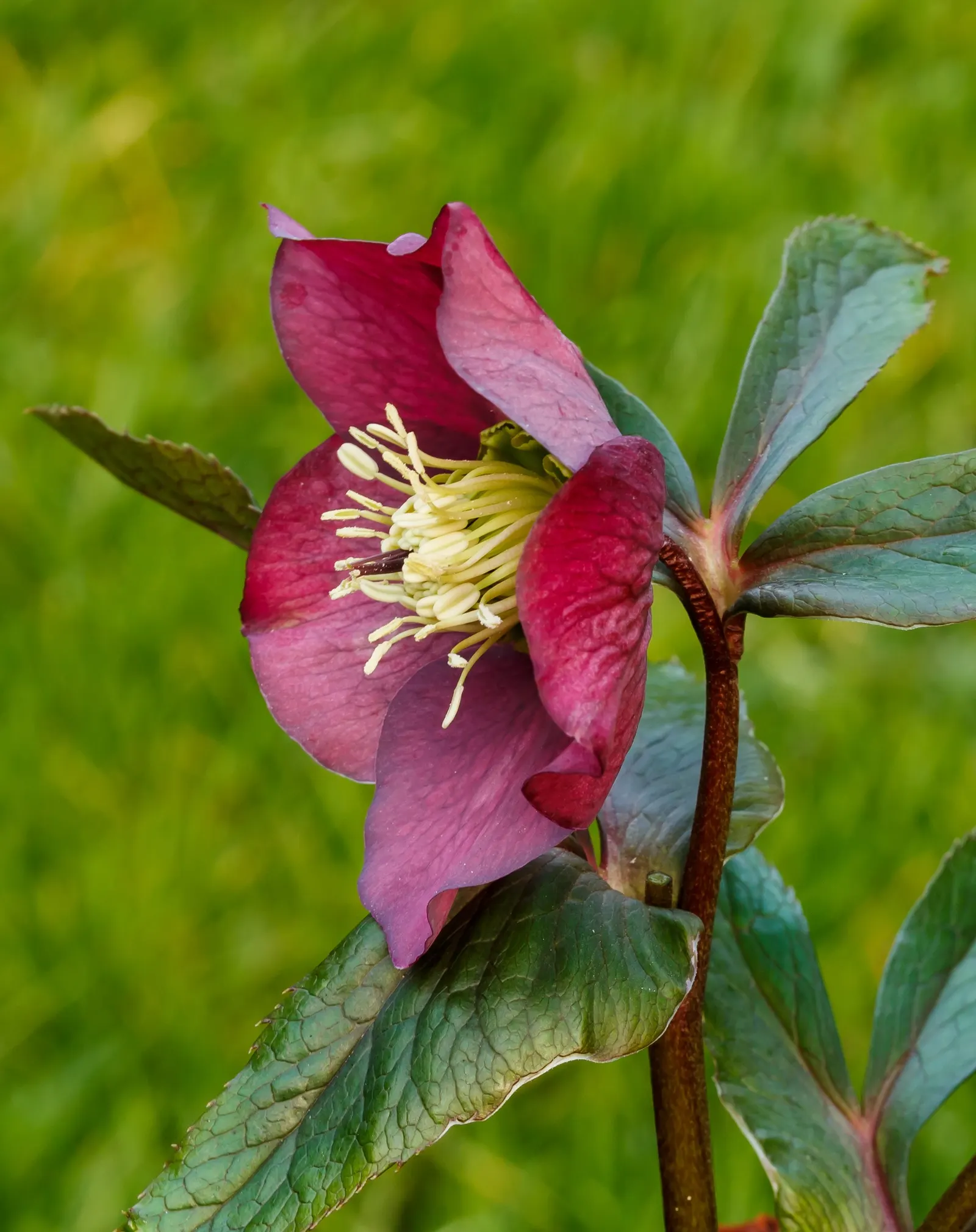 Lenten Rose (Helleborus Orientalis) — perennial for half or shade; and a serene yet striking contribution to the seasonal garden tableau