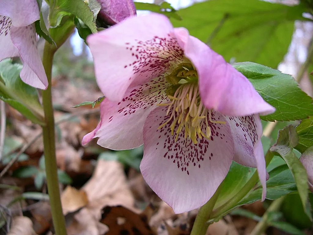 Lenten Rose (Helleborus Orientalis) — which bloom from February to April; with glossy, evergreen foliage, it thrives in partial to full shade and, image 107