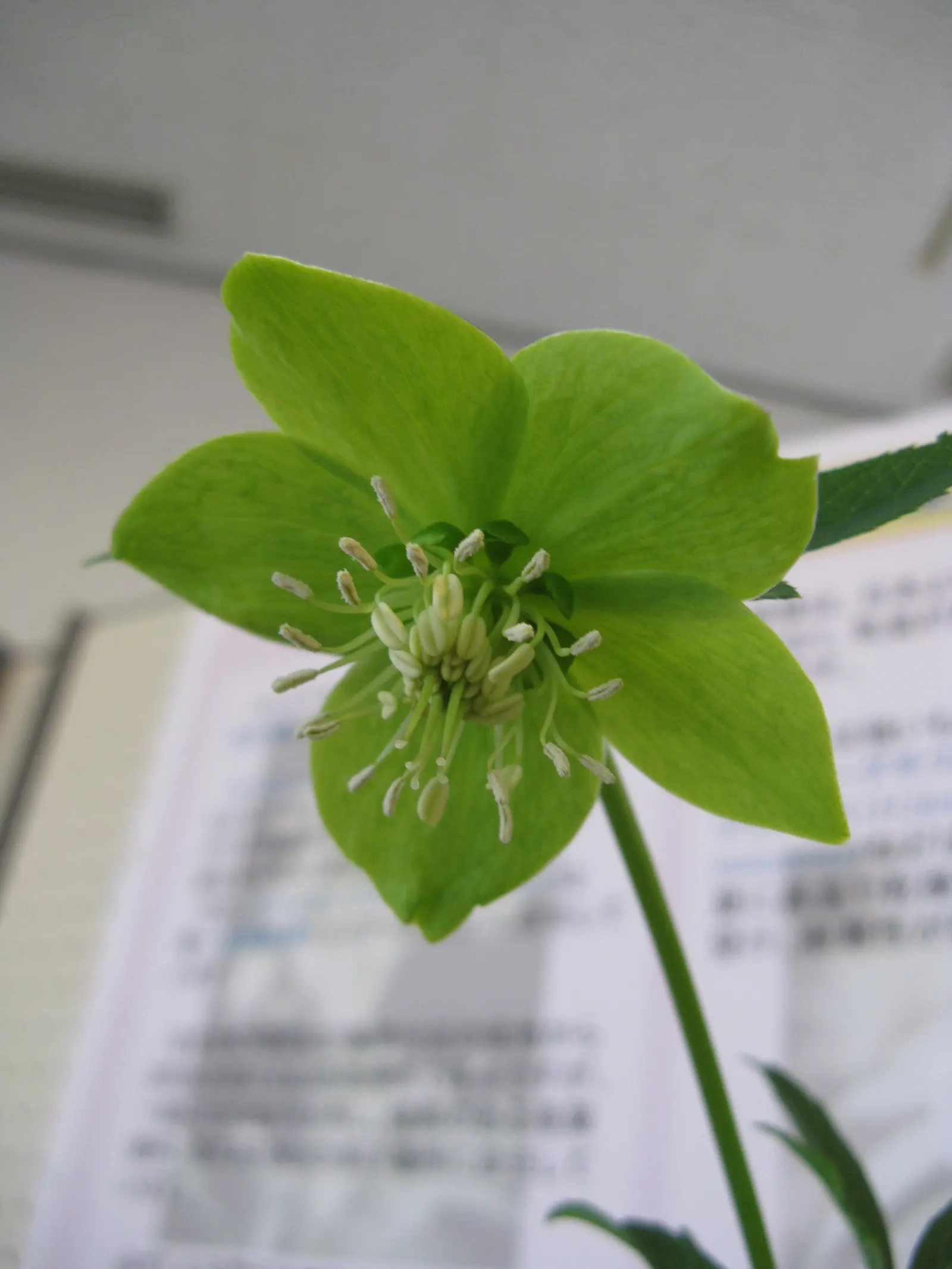 Lenten Rose (Helleborus Orientalis) — some with charming speckles or picotee edges; the plant is deer and rabbit-resistant, image 61