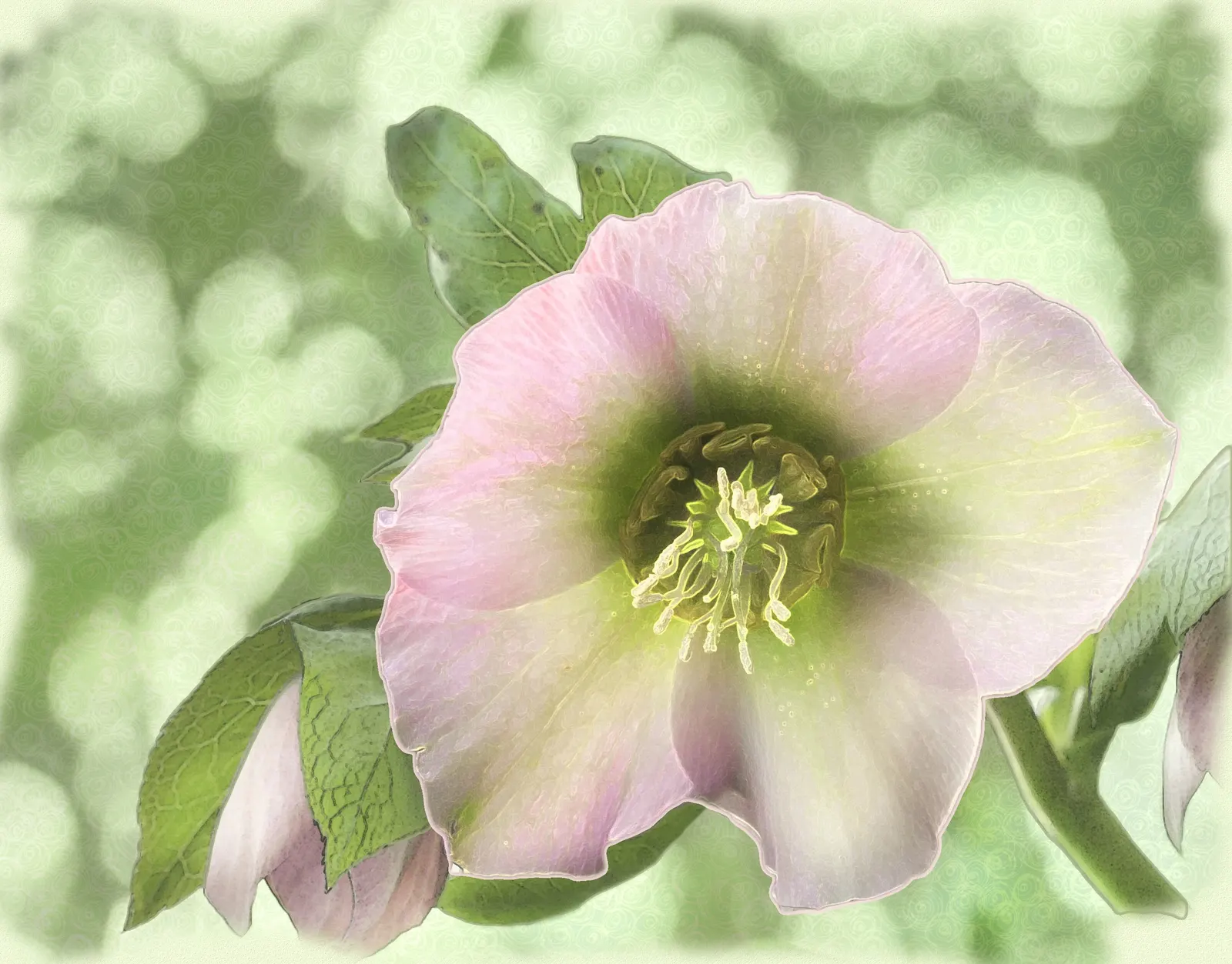 Lenten Rose (Helleborus Orientalis) — With a bloom size averaging 2 to 3 inches in diameter