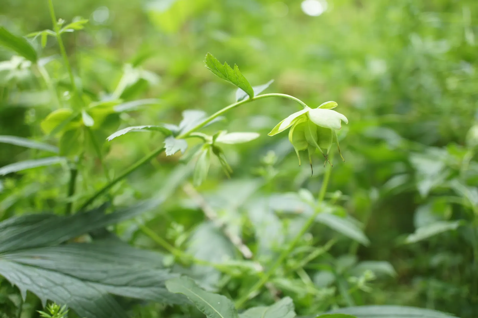 Lenten Rose (Helleborus Orientalis) — The blossoms can range in hue from whites and pinks to deep purples; this plant is noted for its resilience, image 108
