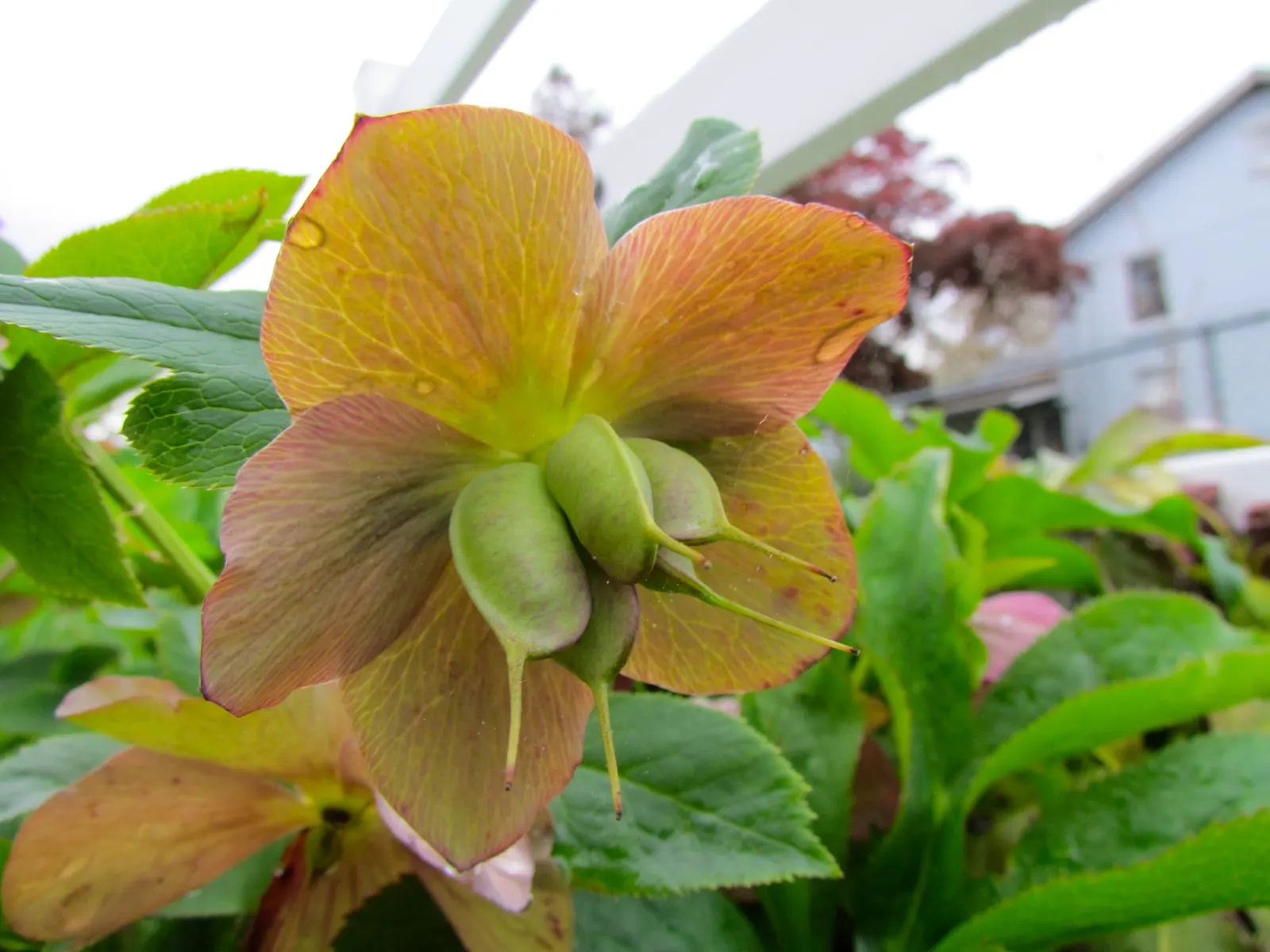 Lenten Rose (Helleborus Orientalis) — this plant is noted for its resilience and low-maintenance nature; the blossoms can range in hue from whites, image 105