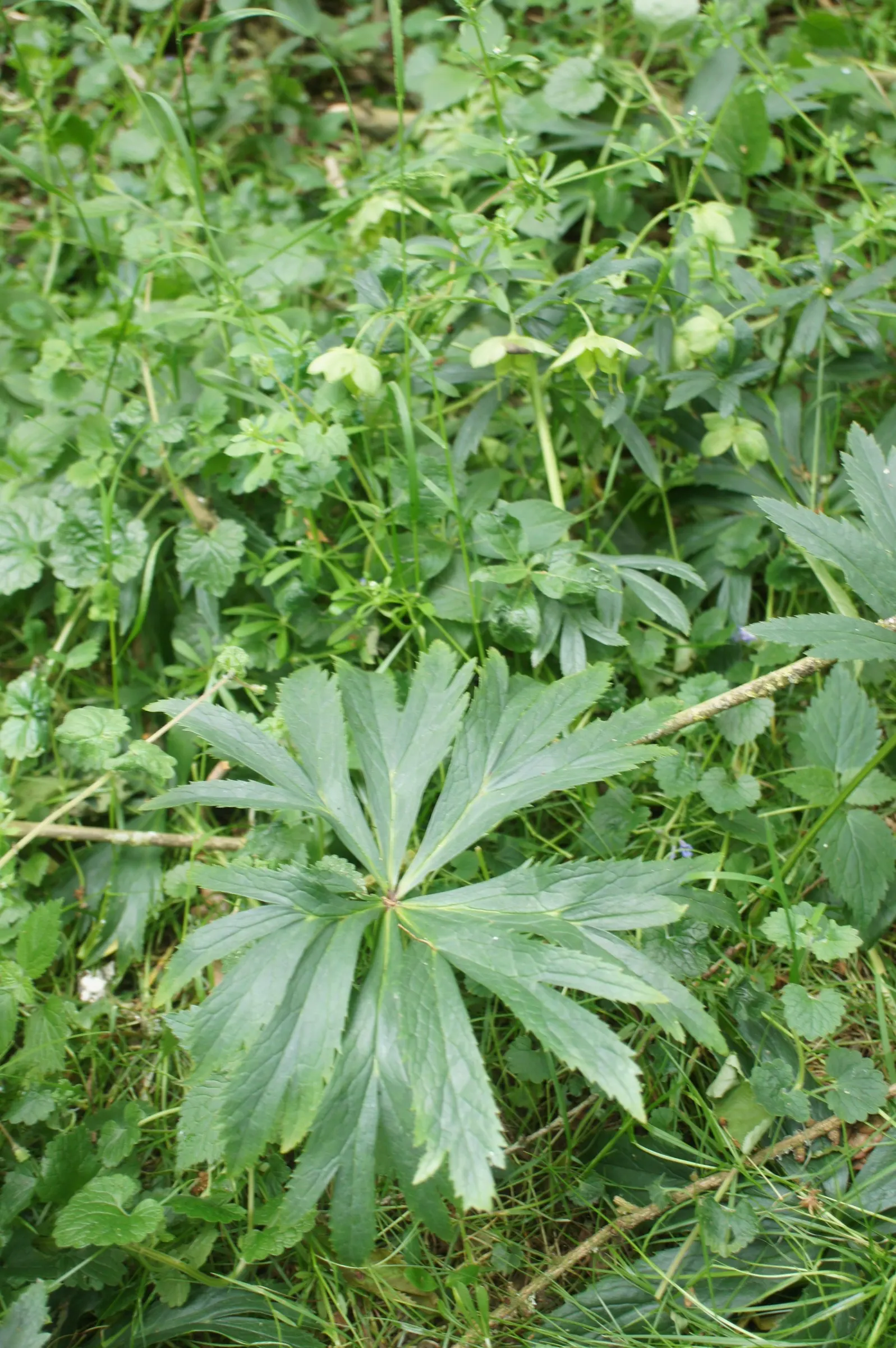 Lenten Rose (Helleborus Orientalis) — It reaches 18-24 inches tall and wide, fitting well in woodland gardens