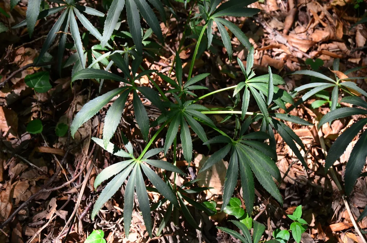 Lenten Rose (Helleborus Orientalis) — Growing to a modest height of approximately 18 to 24 inches with a similar spread; ideal for temperate, image 104