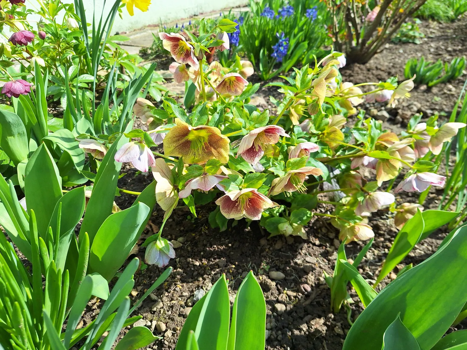 Lenten Rose (Helleborus Orientalis) — Ideal for temperate understory planting; growing to a modest height of approximately 18 to 24 inches with a, image 53