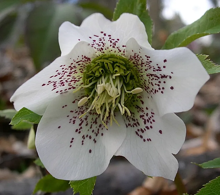 Lenten Rose (Helleborus Orientalis) — dark green leaves divided into seven to nine segments; for the discerning client, image 106