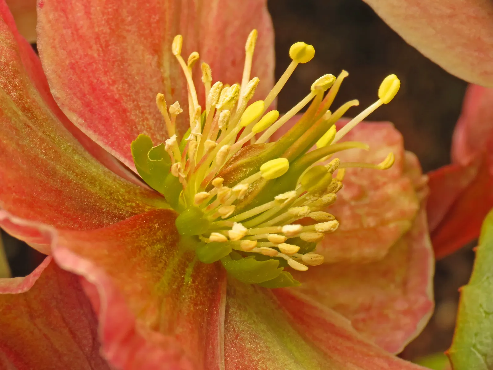 Lenten Rose (Helleborus Orientalis) — For the discerning client; dark green leaves divided into seven to nine segments, image 91