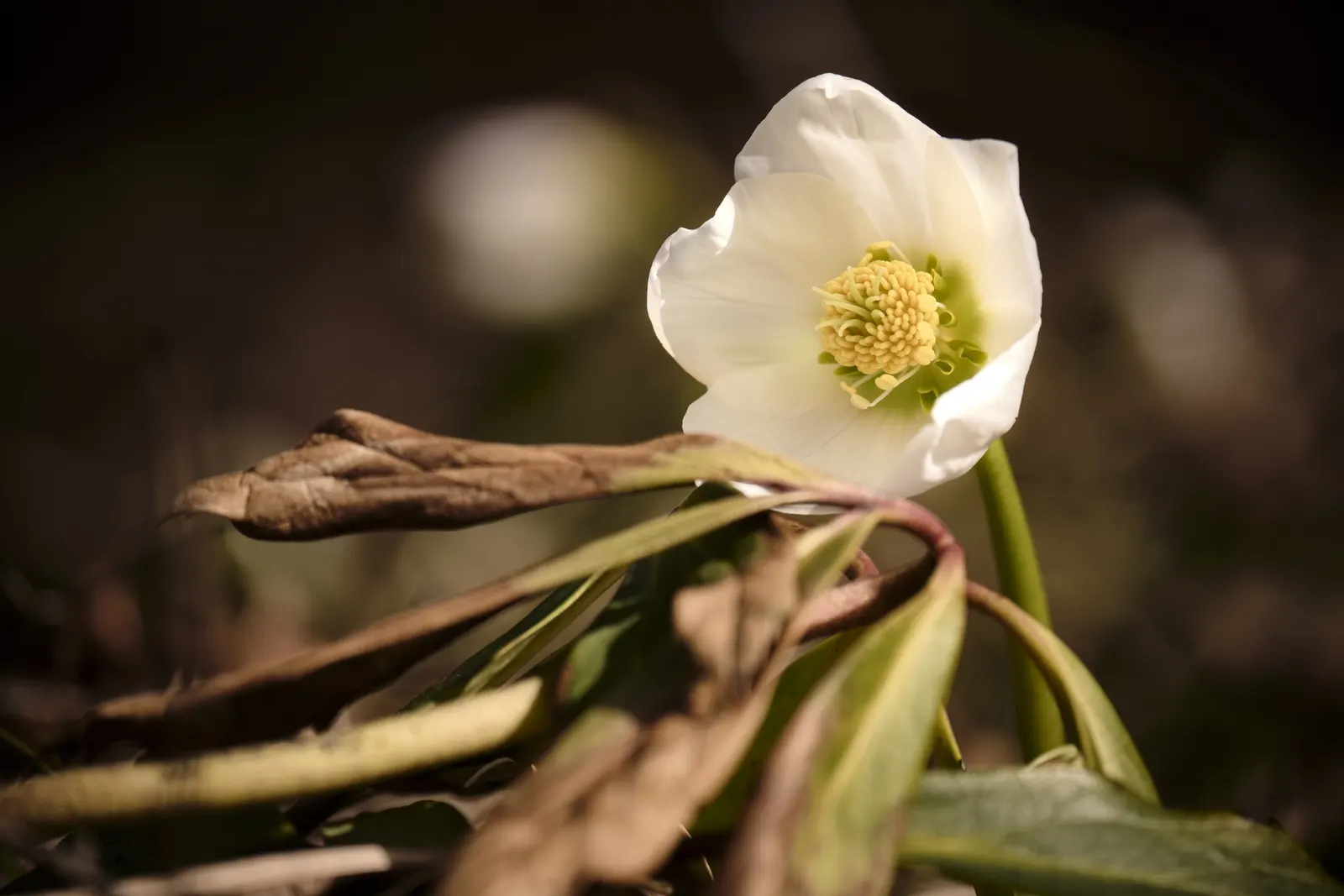 Lenten Rose (Helleborus Orientalis) — scientifically known as Helleborus orientalis; it appreciates a sheltered position with dappled sunlight, image 102