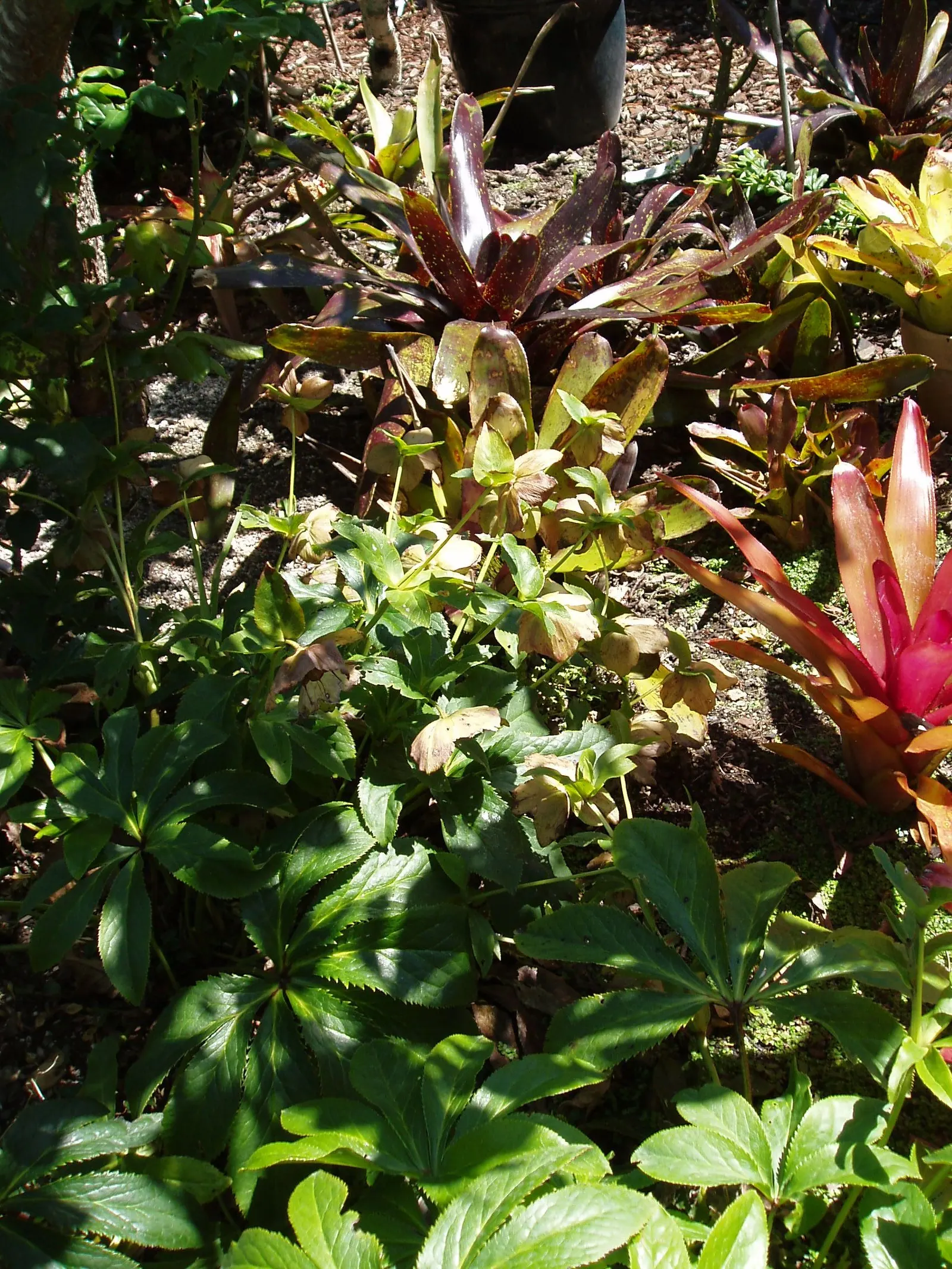 Lenten Rose (Helleborus Orientalis) — this plant is noted for its resilience and low-maintenance nature; the blossoms can range in hue from whites, image 57