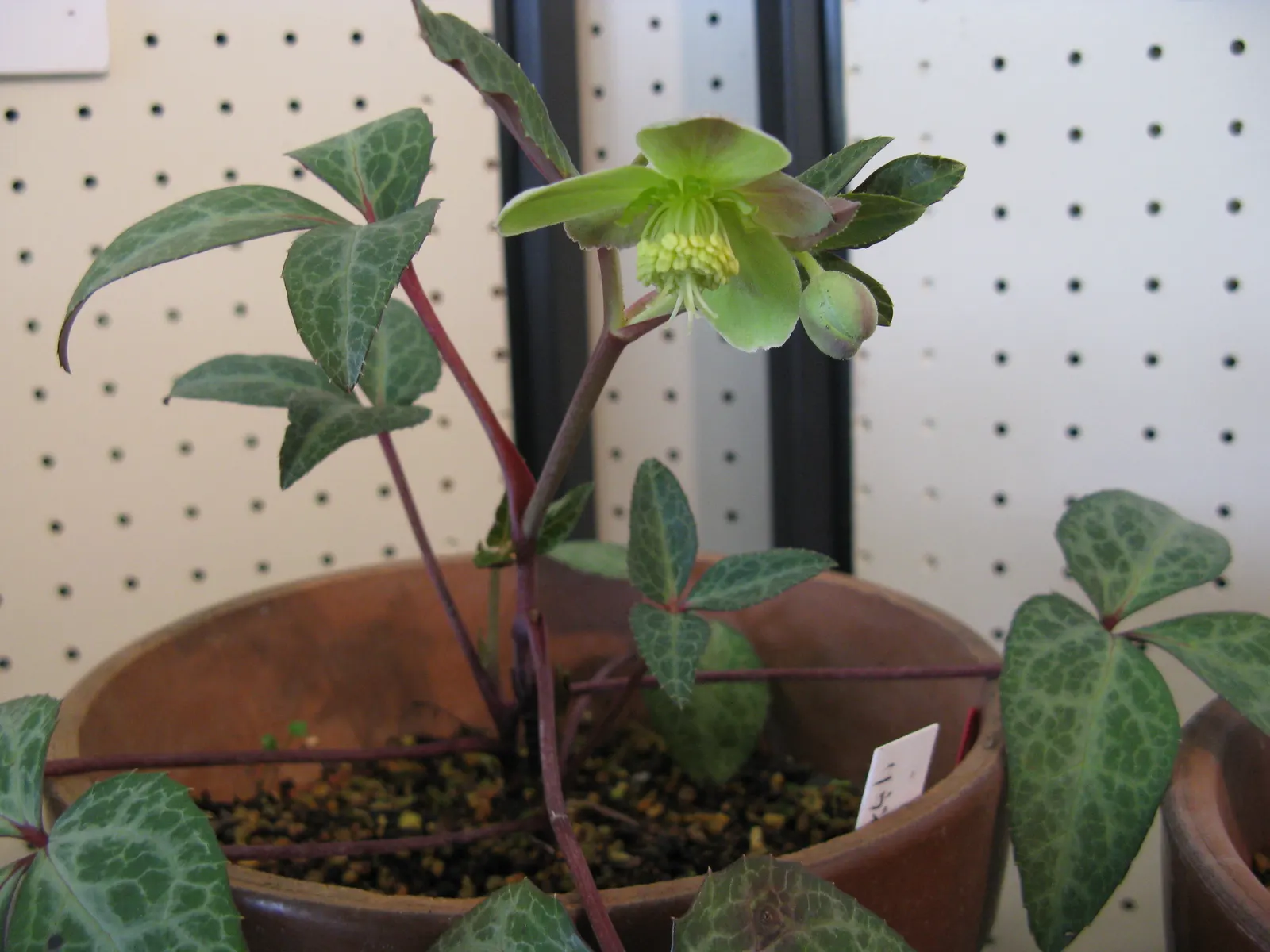 Lenten Rose (Helleborus Orientalis) — is a captivating perennial that brings muted elegance and interest to the late winter and early spring, image 103