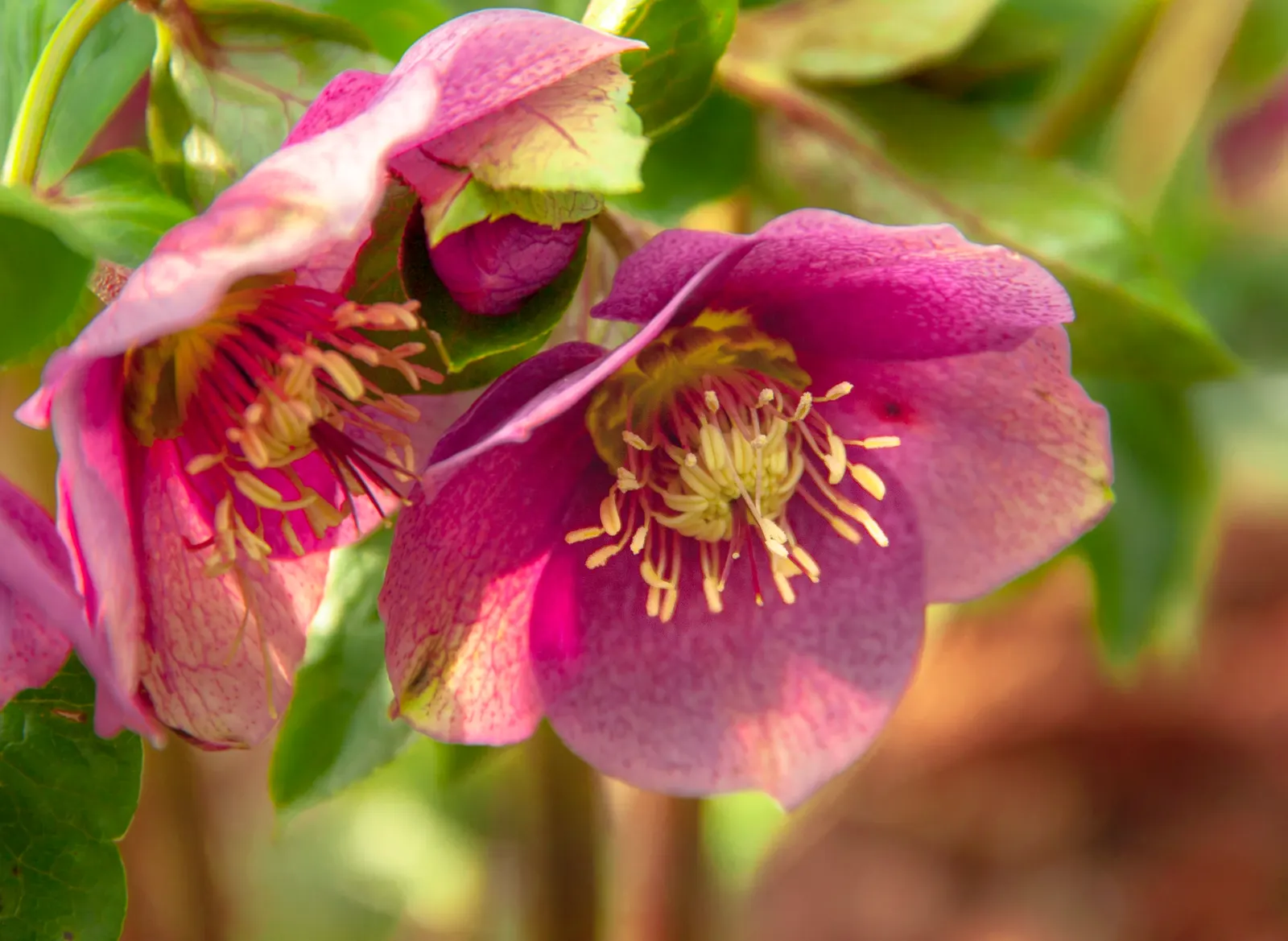 Lenten Rose (Helleborus Orientalis) — consider its potential as a ground cover or as an accent in woodland settings