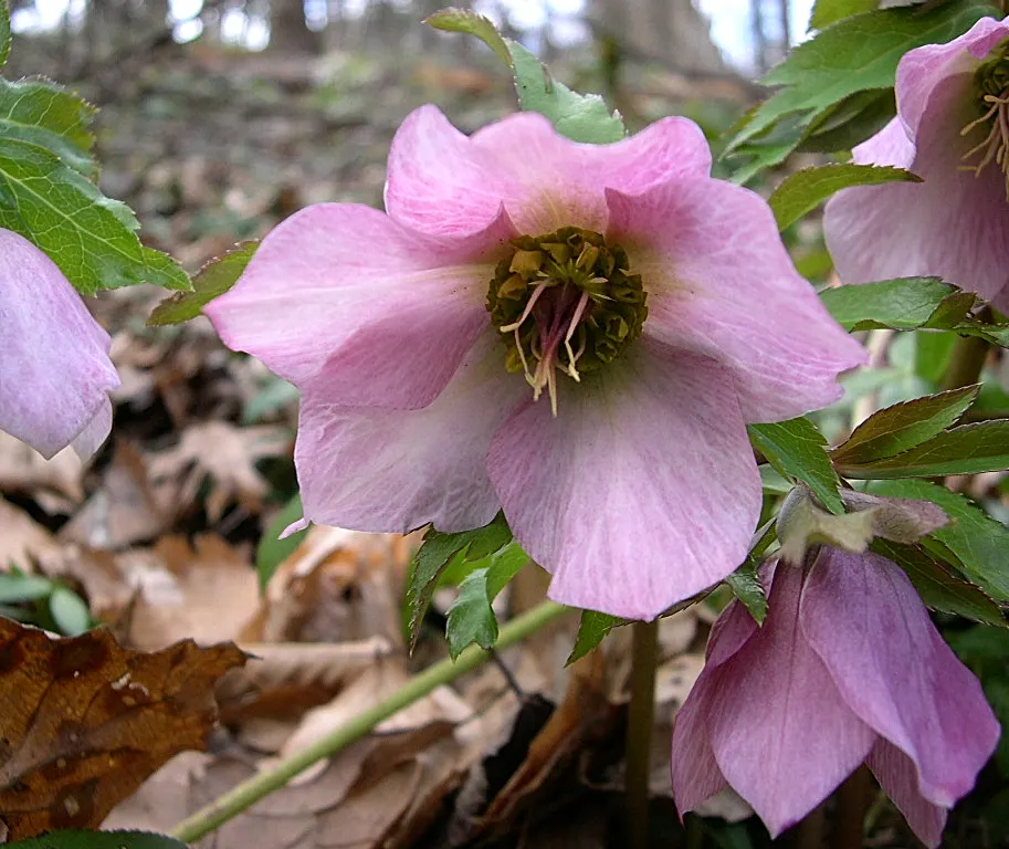 Lenten Rose (Helleborus Orientalis) — is a perennial favored for its early spring blooms in shades of pink; resilient in USDA zones 4-9, it's deer-resistant