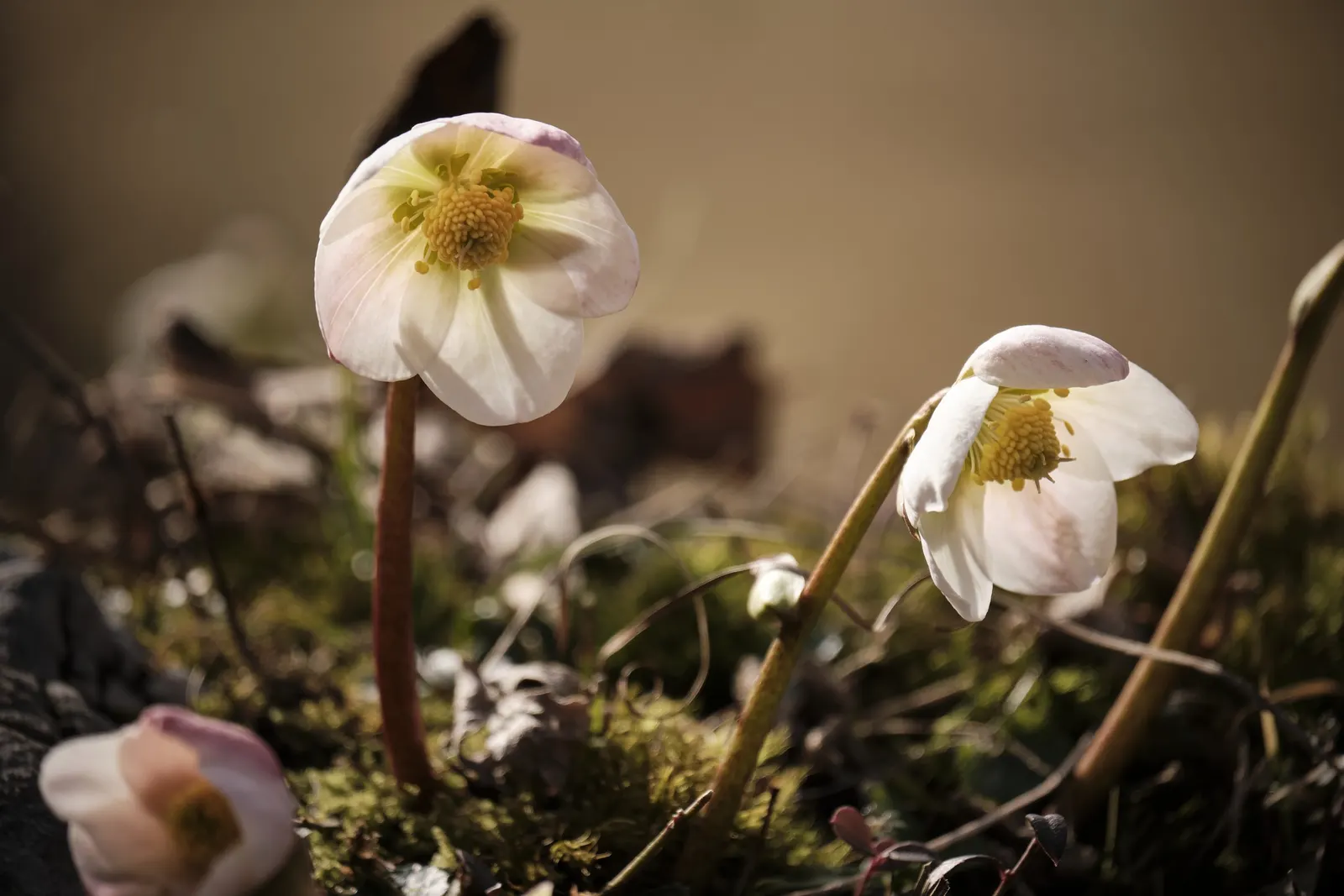 Lenten Rose (Helleborus Orientalis) — green and pink and red and white flowers in the garden