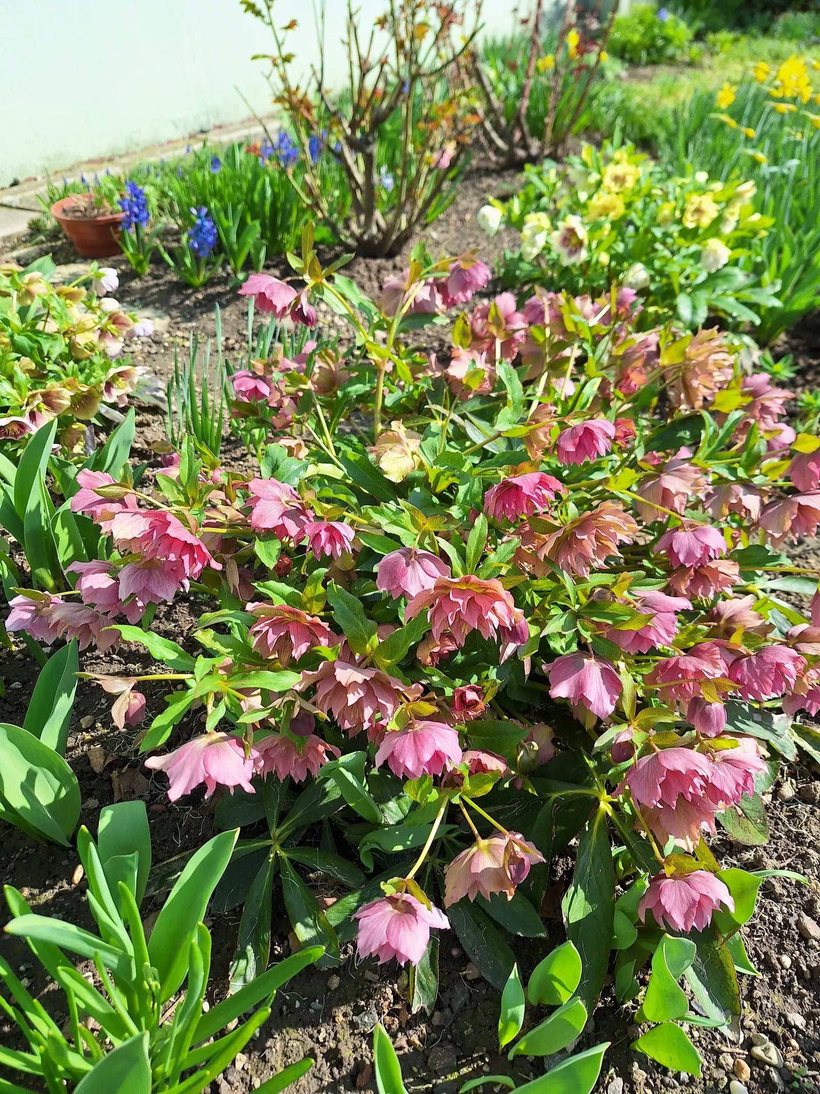 Lenten Rose (Helleborus Orientalis) — is a captivating perennial that brings muted elegance and interest to the late winter and early spring, image 55