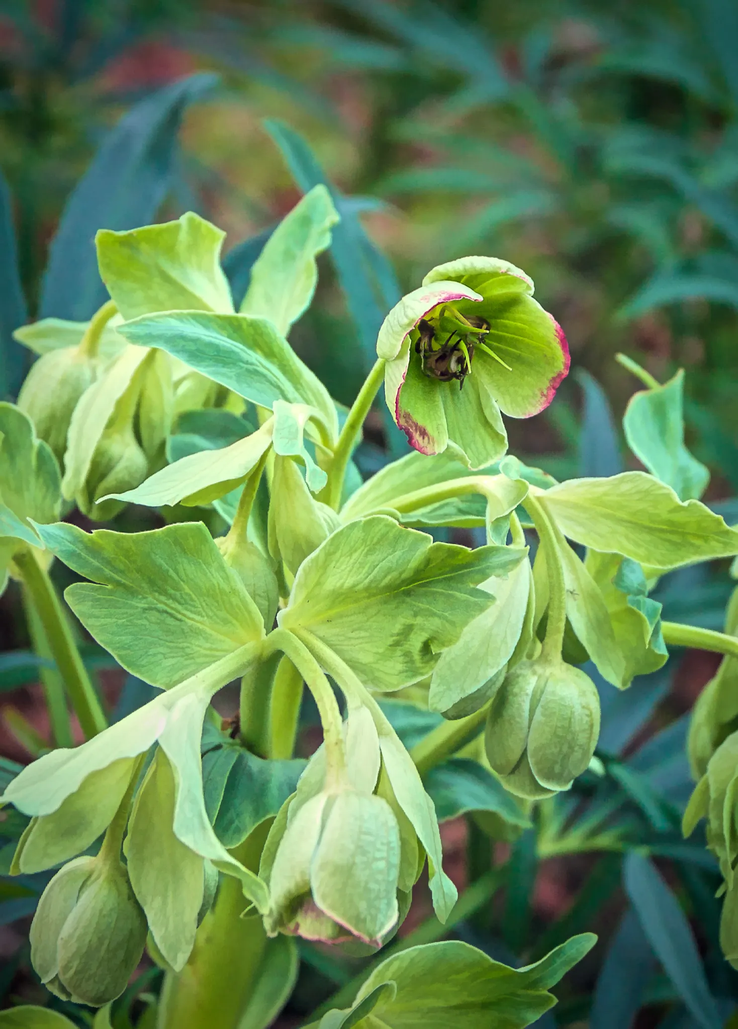 Lenten Rose (Helleborus Orientalis) — this plant is noted for its resilience and low-maintenance nature
