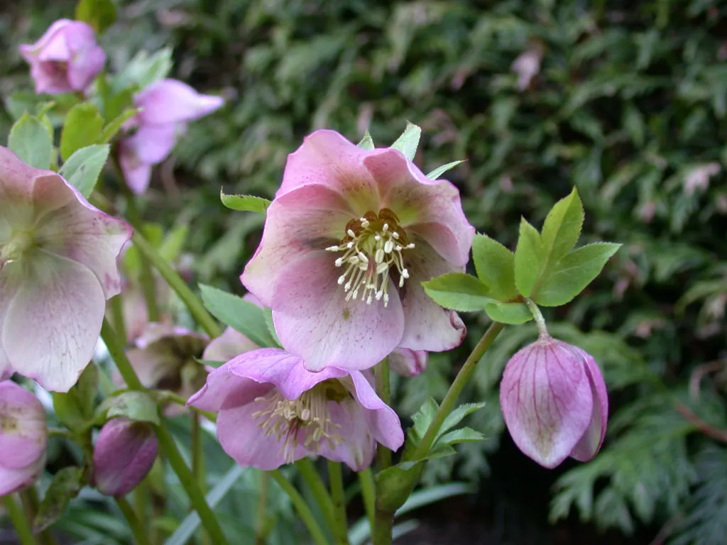 Lenten Rose (Helleborus Orientalis) — scientifically known as Helleborus orientalis; it appreciates a sheltered position with dappled sunlight, image 54