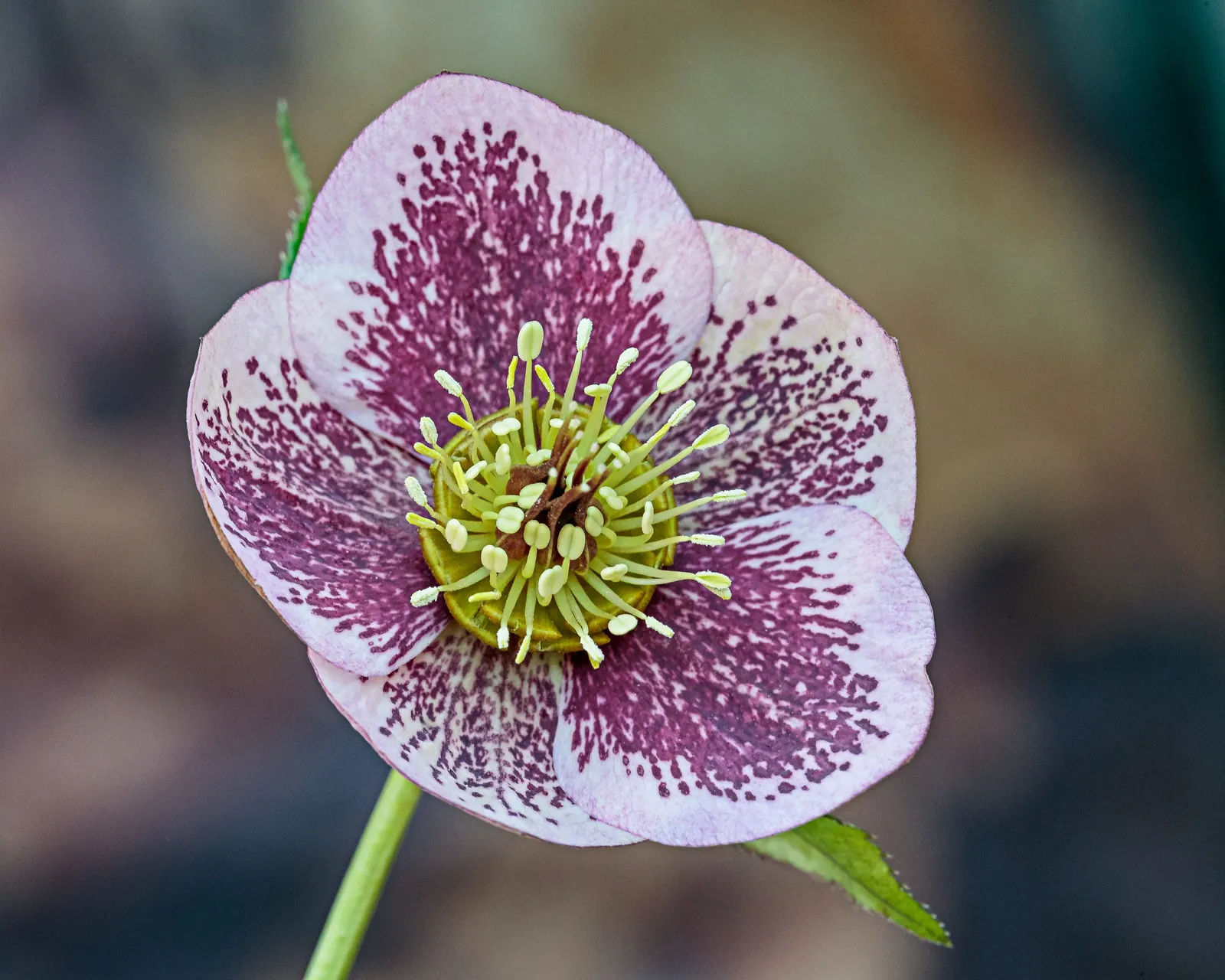 Lenten Rose (Helleborus Orientalis) — is a captivating perennial that brings muted elegance and interest to the late winter and early spring garden; green and