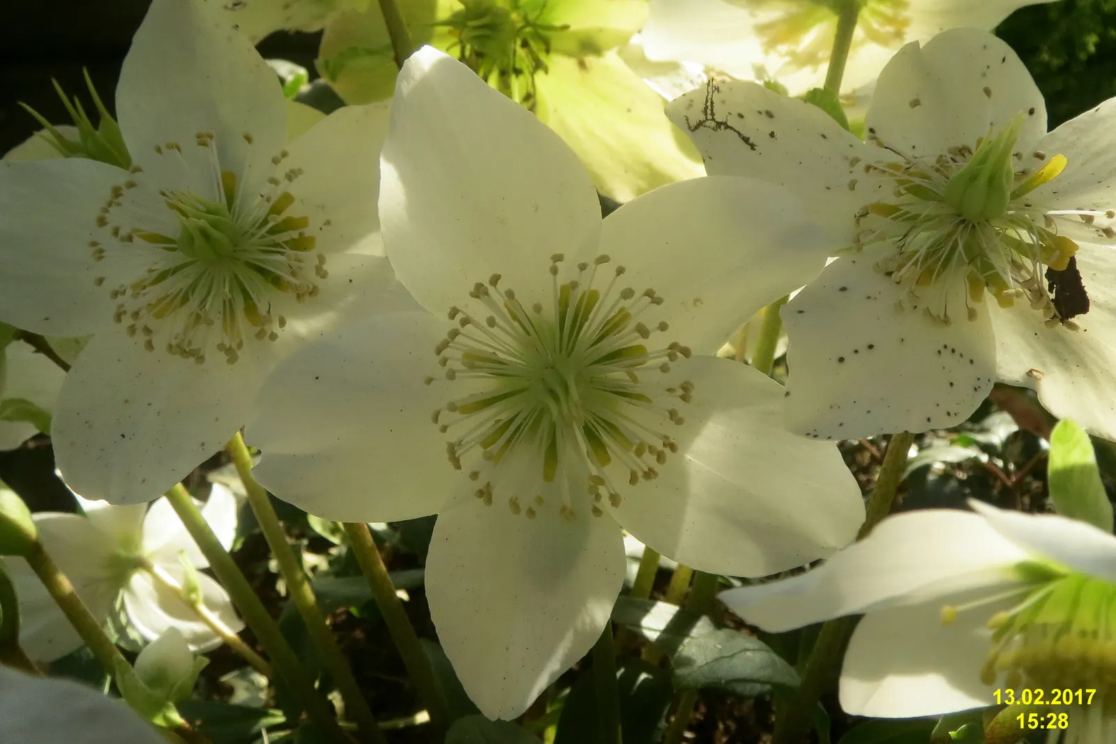 Lenten Rose (Helleborus Orientalis) — It harmoniously pairs with ferns, hostas, and other shade-loving perennials; it reaches 18-24 inches tall and, image 90