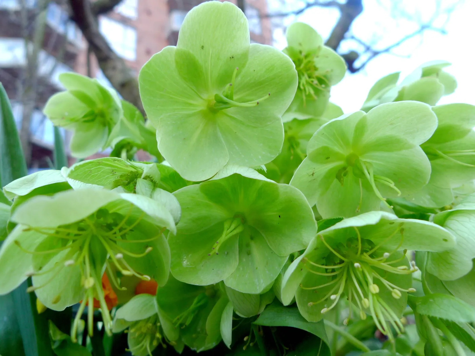 Lenten Rose (Helleborus Orientalis) — For the discerning client