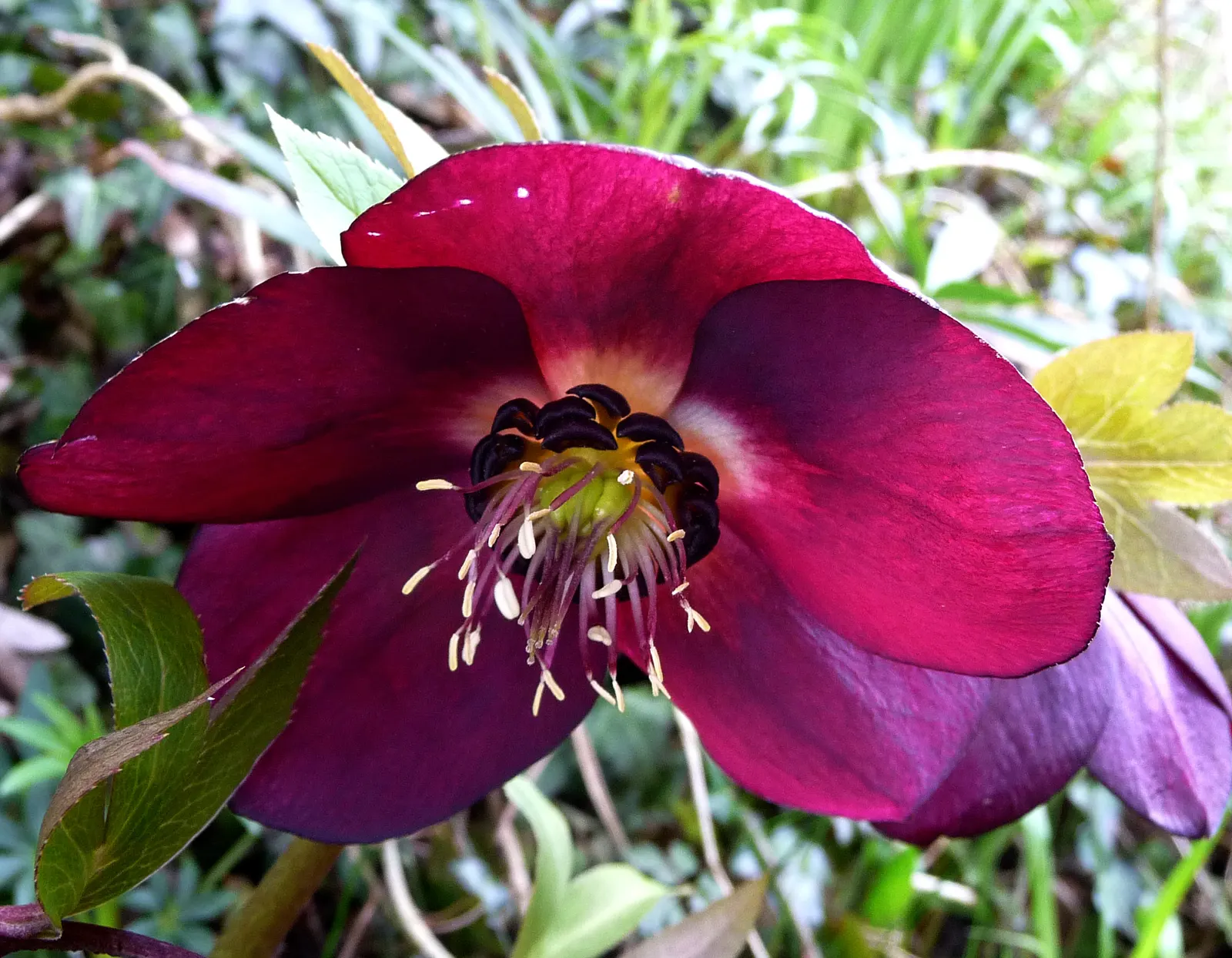 Lenten Rose (Helleborus Orientalis) — consider its potential as a ground cover or as an accent in woodland settings; this perennial offers enduring, image 89