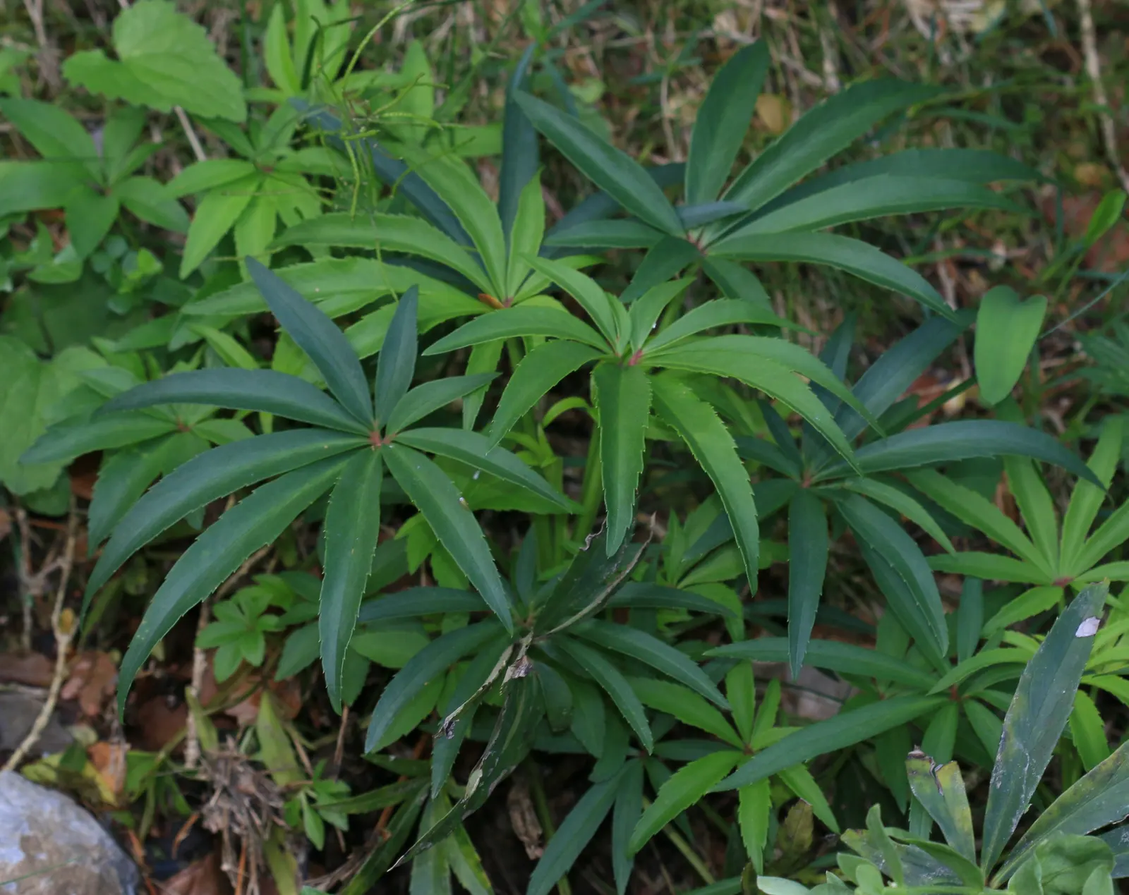 Lenten Rose (Helleborus Orientalis) — Growing to a modest height of approximately 18 to 24 inches with a similar spread; ideal for temperate understory planting