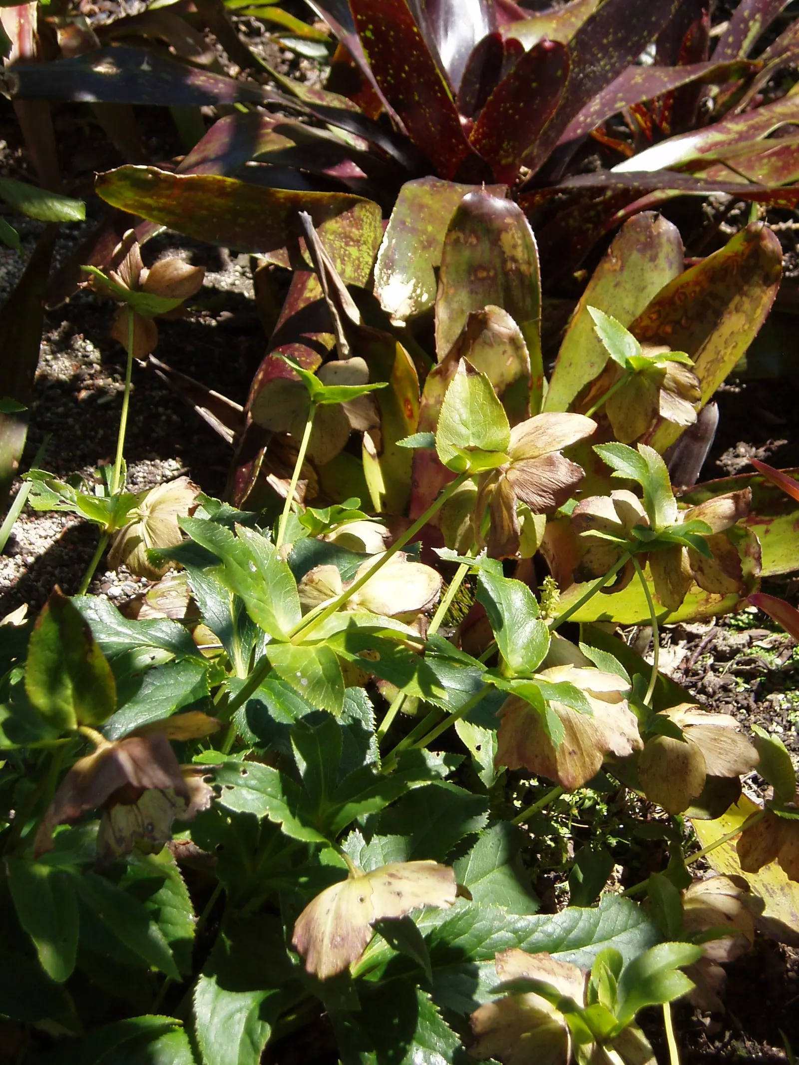 Lenten Rose (Helleborus Orientalis) — Growing to a modest height of approximately 18 to 24 inches with a similar spread; ideal for temperate, image 56