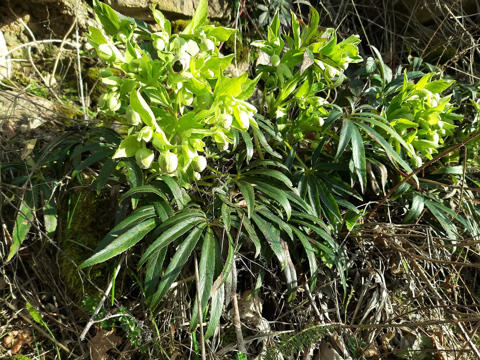 Lenten Rose (Helleborus Orientalis) — The blossoms can range in hue from whites and pinks to deep purples; this plant is noted for its resilience, image 60