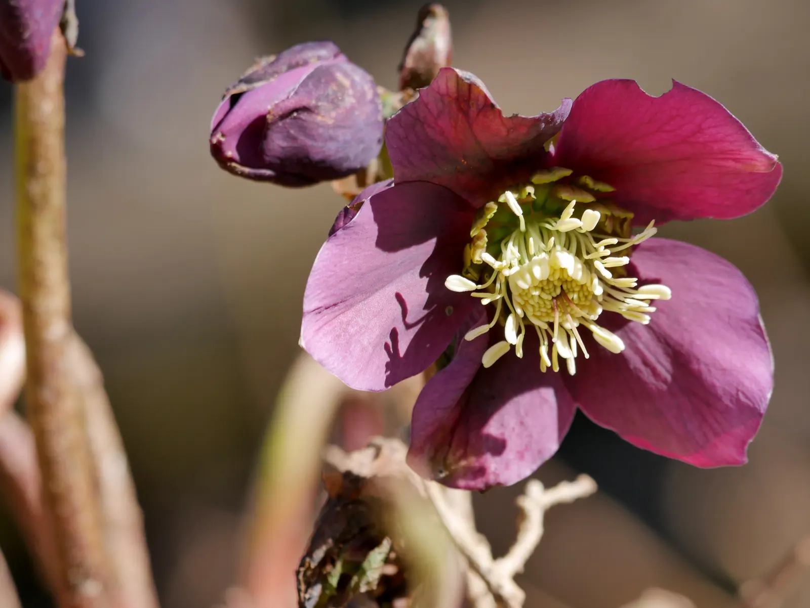 Lenten Rose (Helleborus Orientalis) — dark green leaves divided into seven to nine segments; for the discerning client, image 58