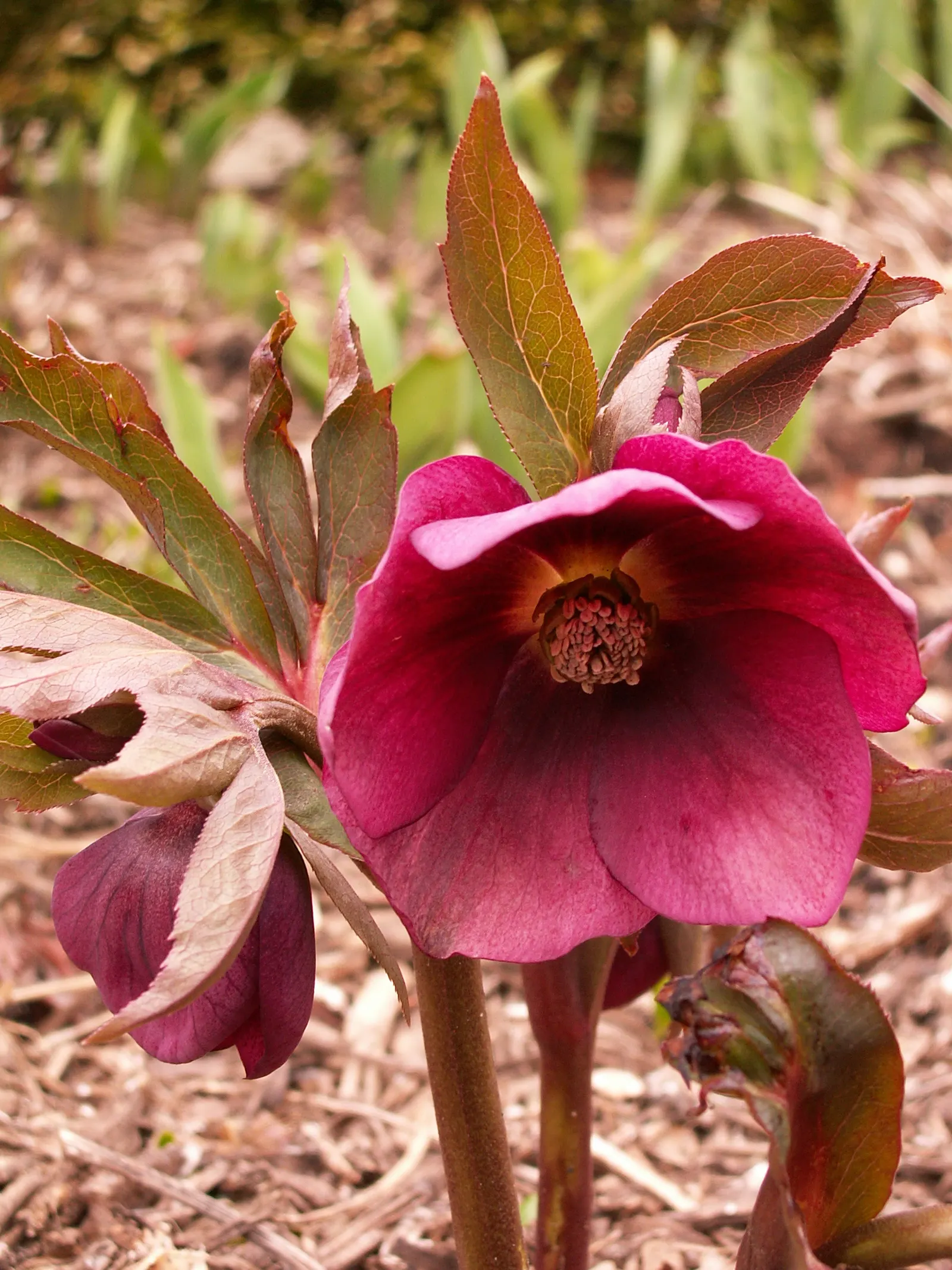 Lenten Rose (Helleborus Orientalis) — Growing to a modest height of approximately 18 to 24 inches with a similar spread