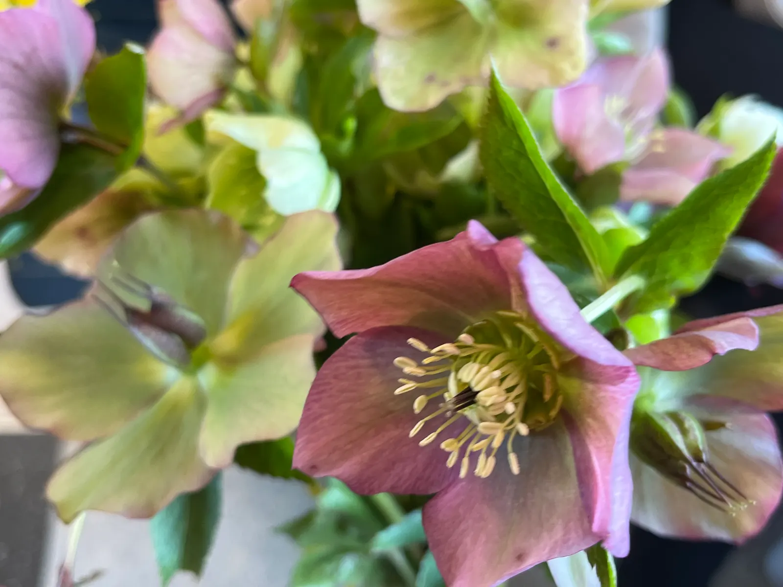 Lenten Rose (Helleborus Orientalis) — With a bloom size averaging 2 to 3 inches in diameter; perennial with green and pink and red and white blooms, image 62